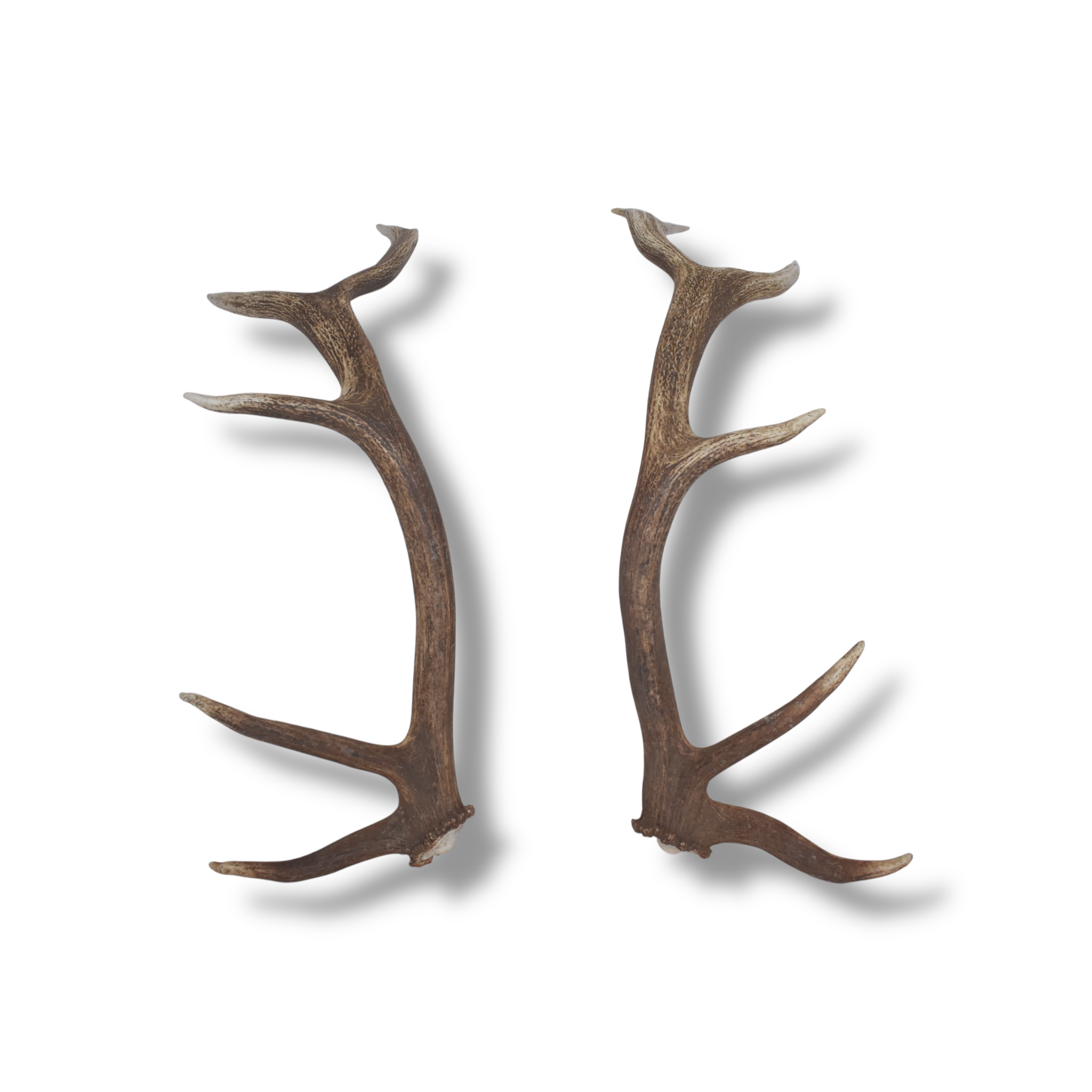 Elk Antler Set | Medium | 168