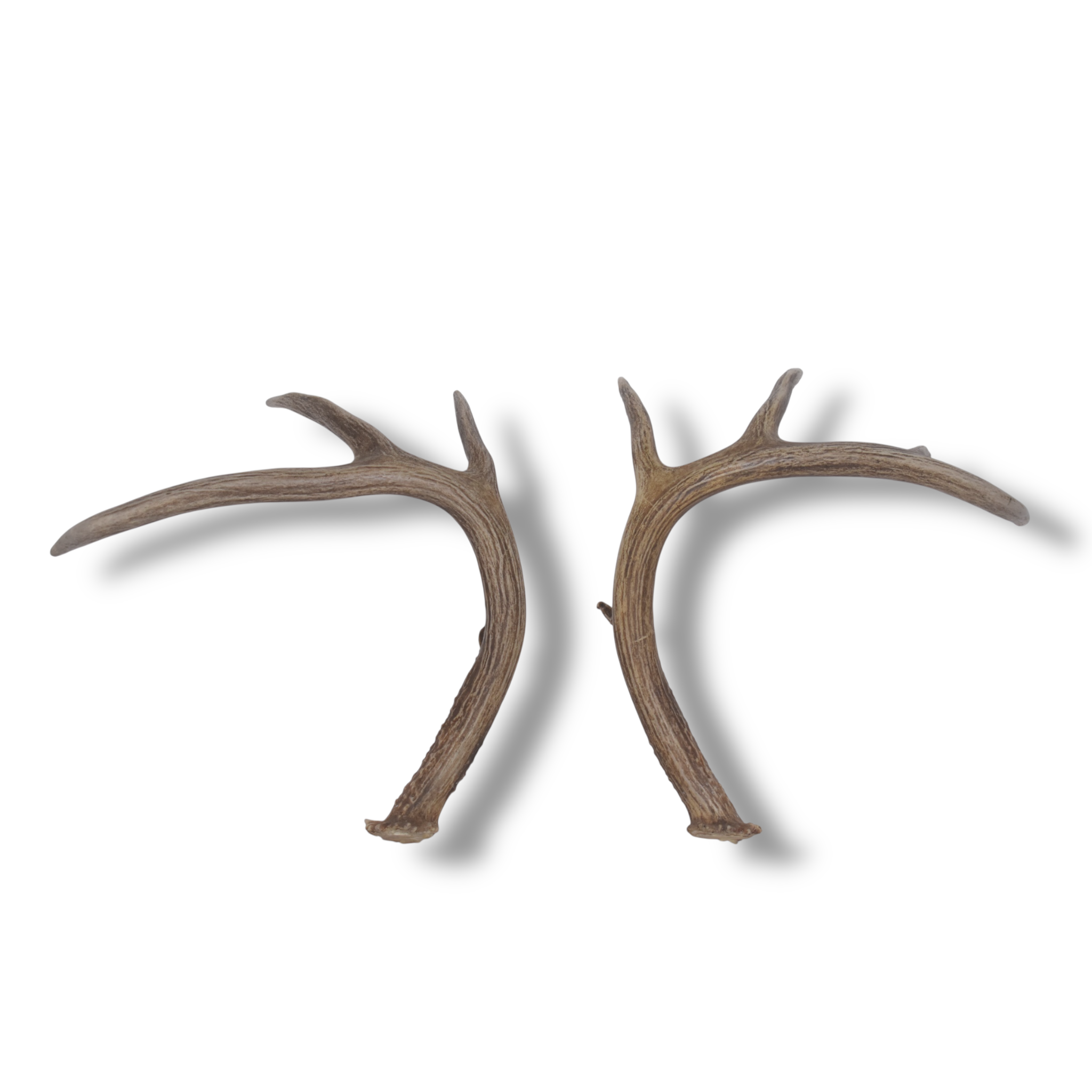 Whitetail Deer Antler Set | Large | 6