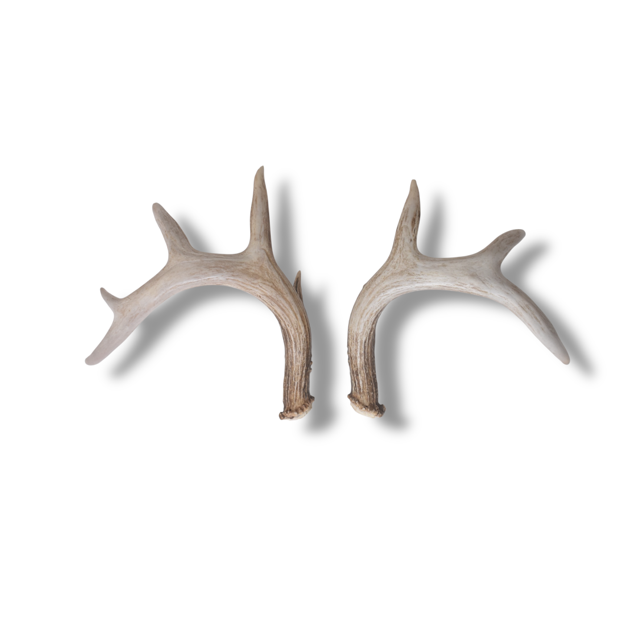 Whitetail Deer Antler Set | Small | 3