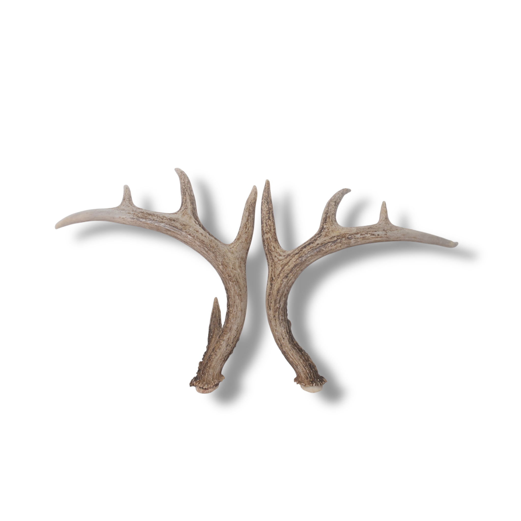Whitetail Deer Antler Set | Medium | 2