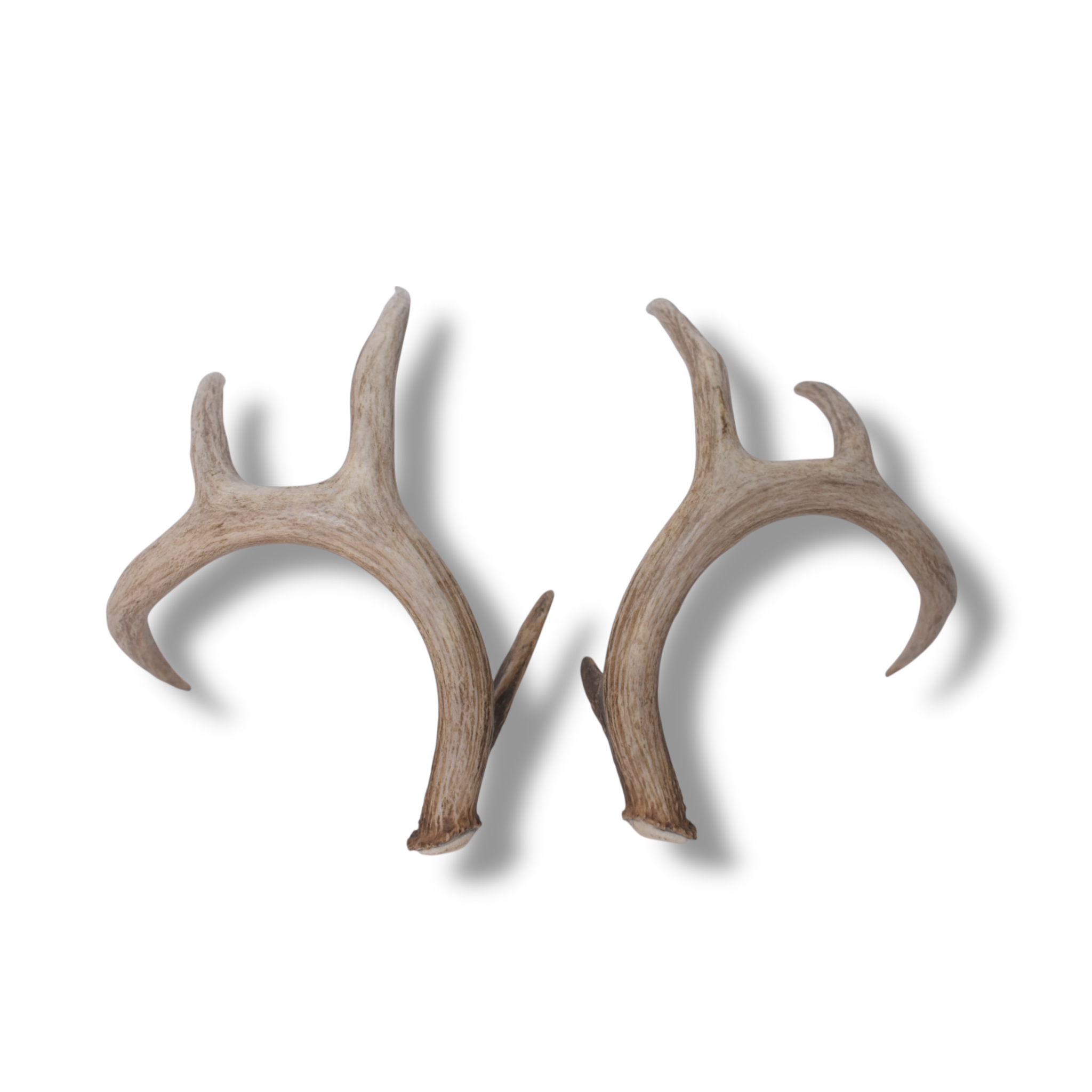 Whitetail Deer Antler Set | Large | 4