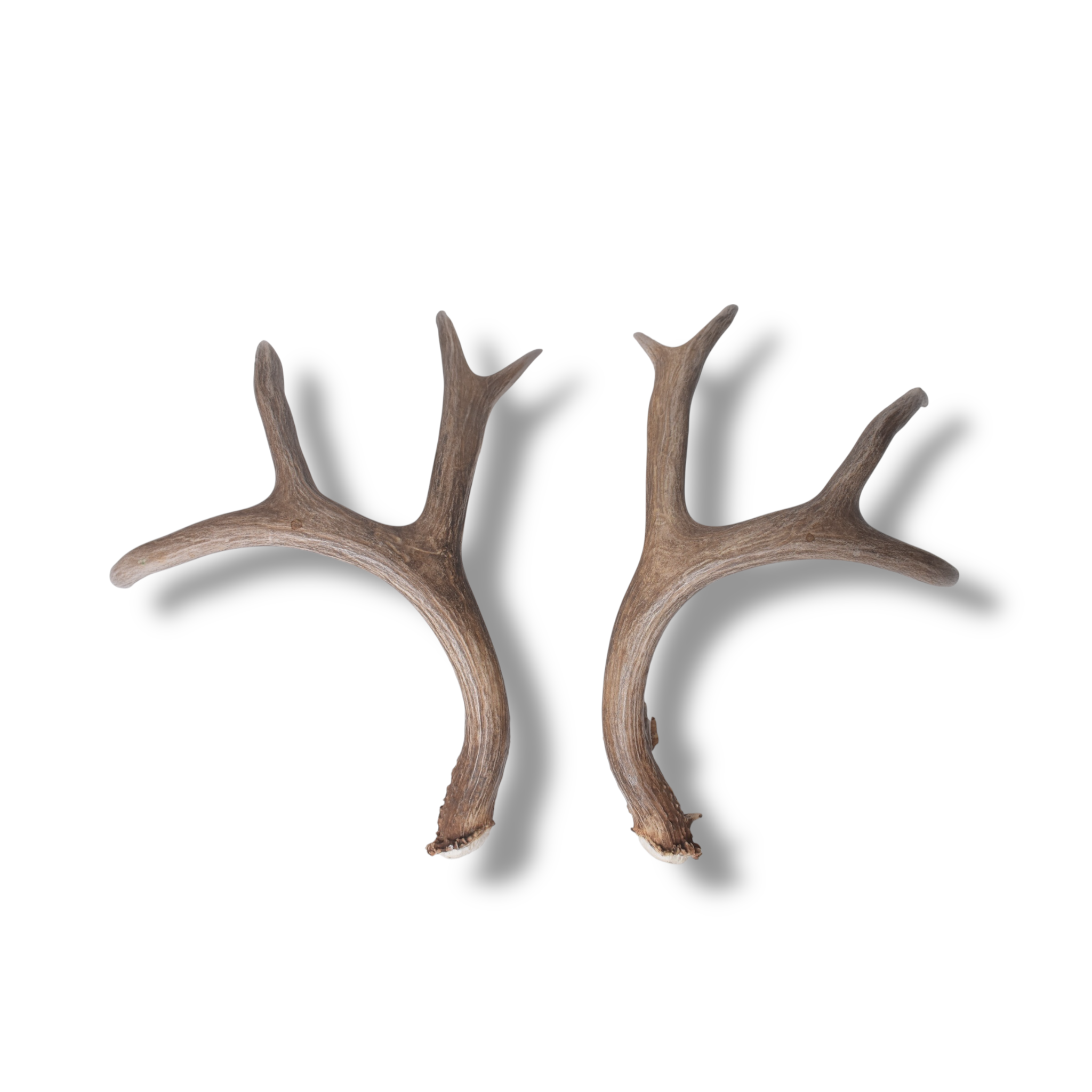 Mule Deer Antler Set | Extra-Large | 1