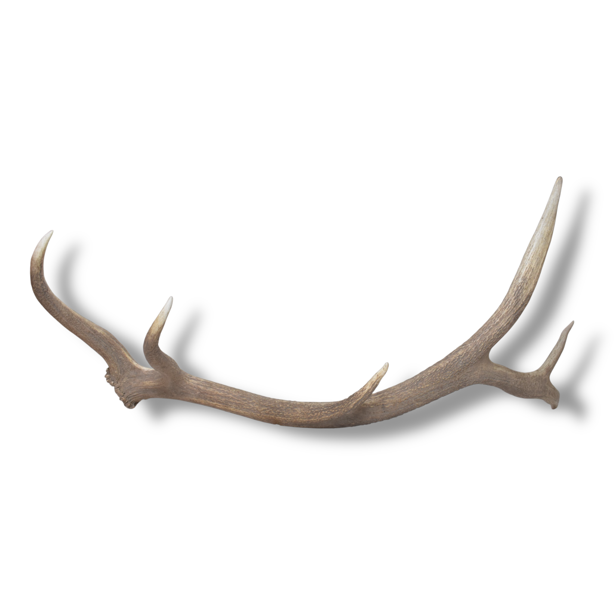 Elk Antler | Large Size | 169