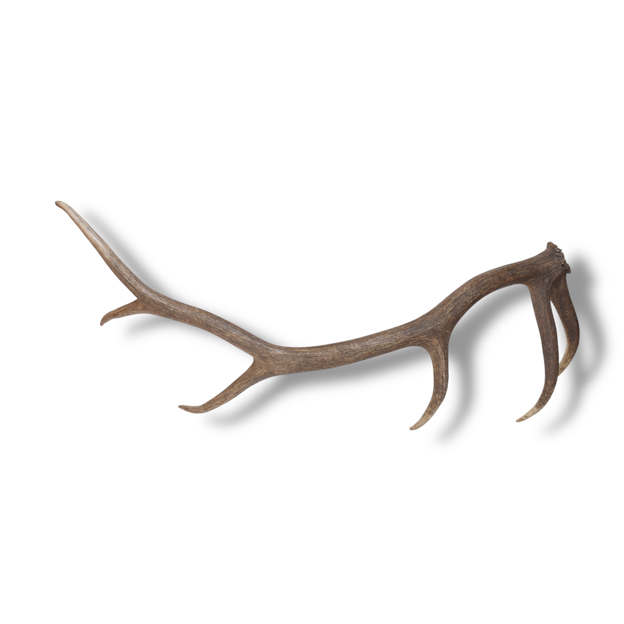 Elk Antler | Large Size | 170
