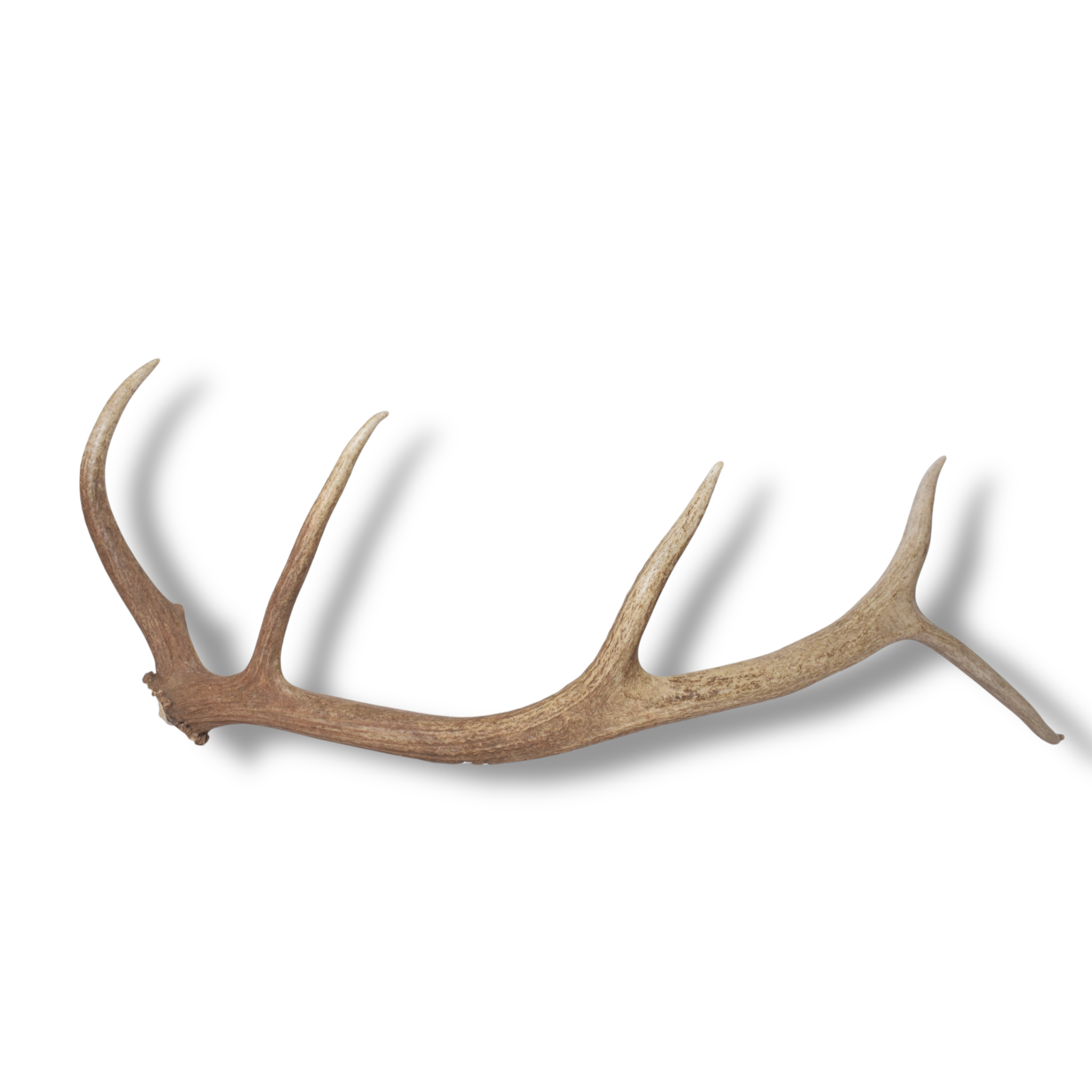 Elk Antler | Small Size | 171