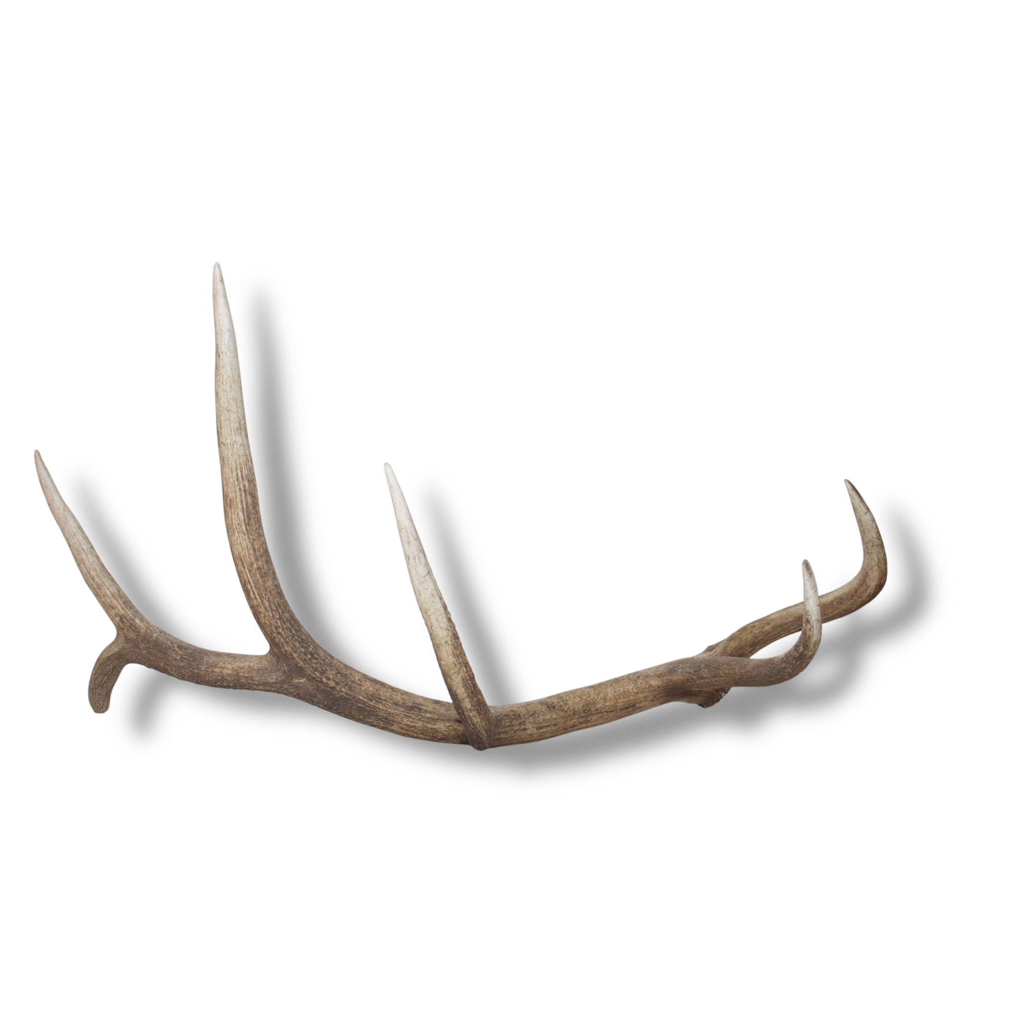 Elk Antler | Extra-Large Size | 174