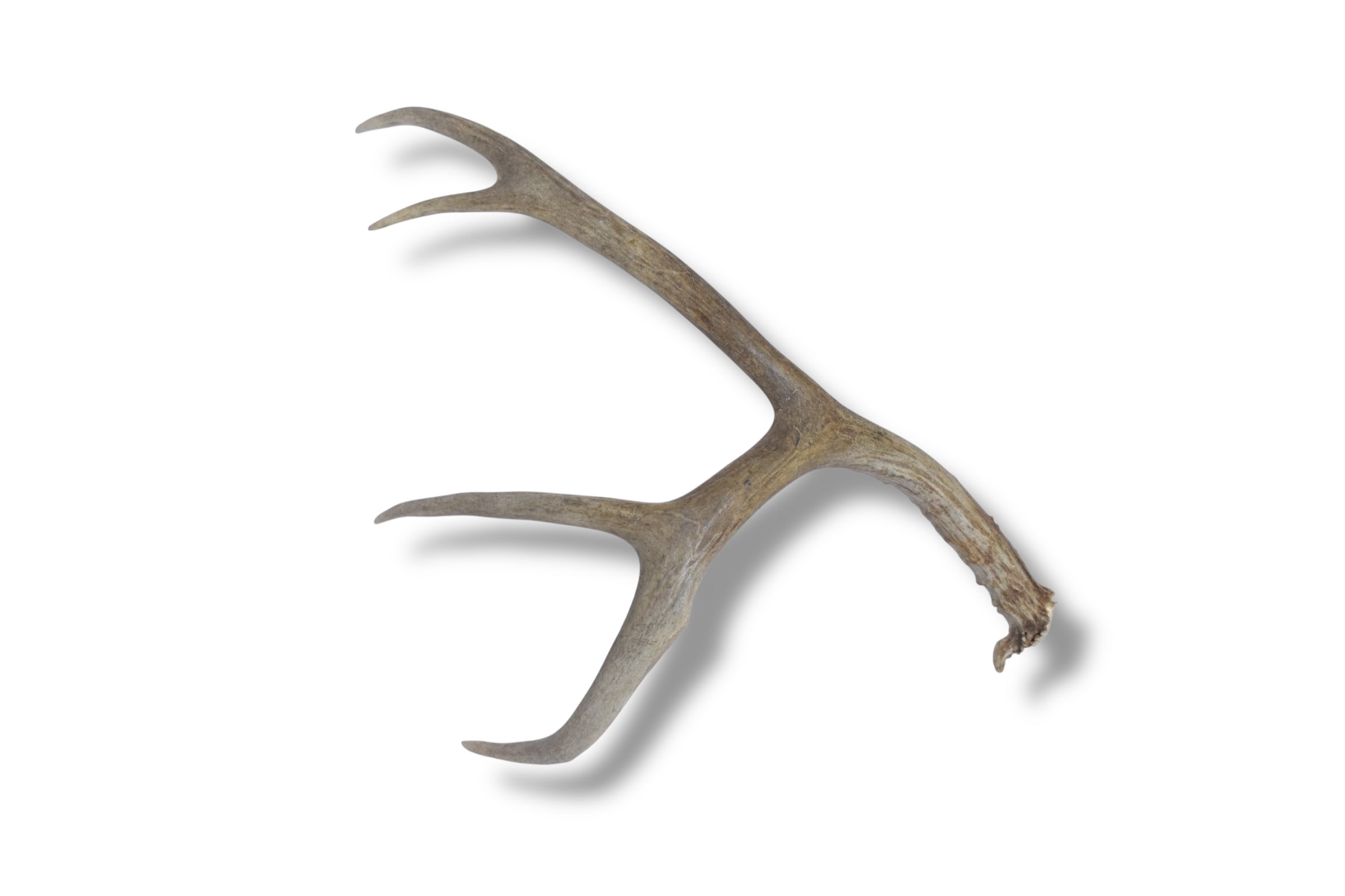 Mule Deer Antler | Large Size | 03