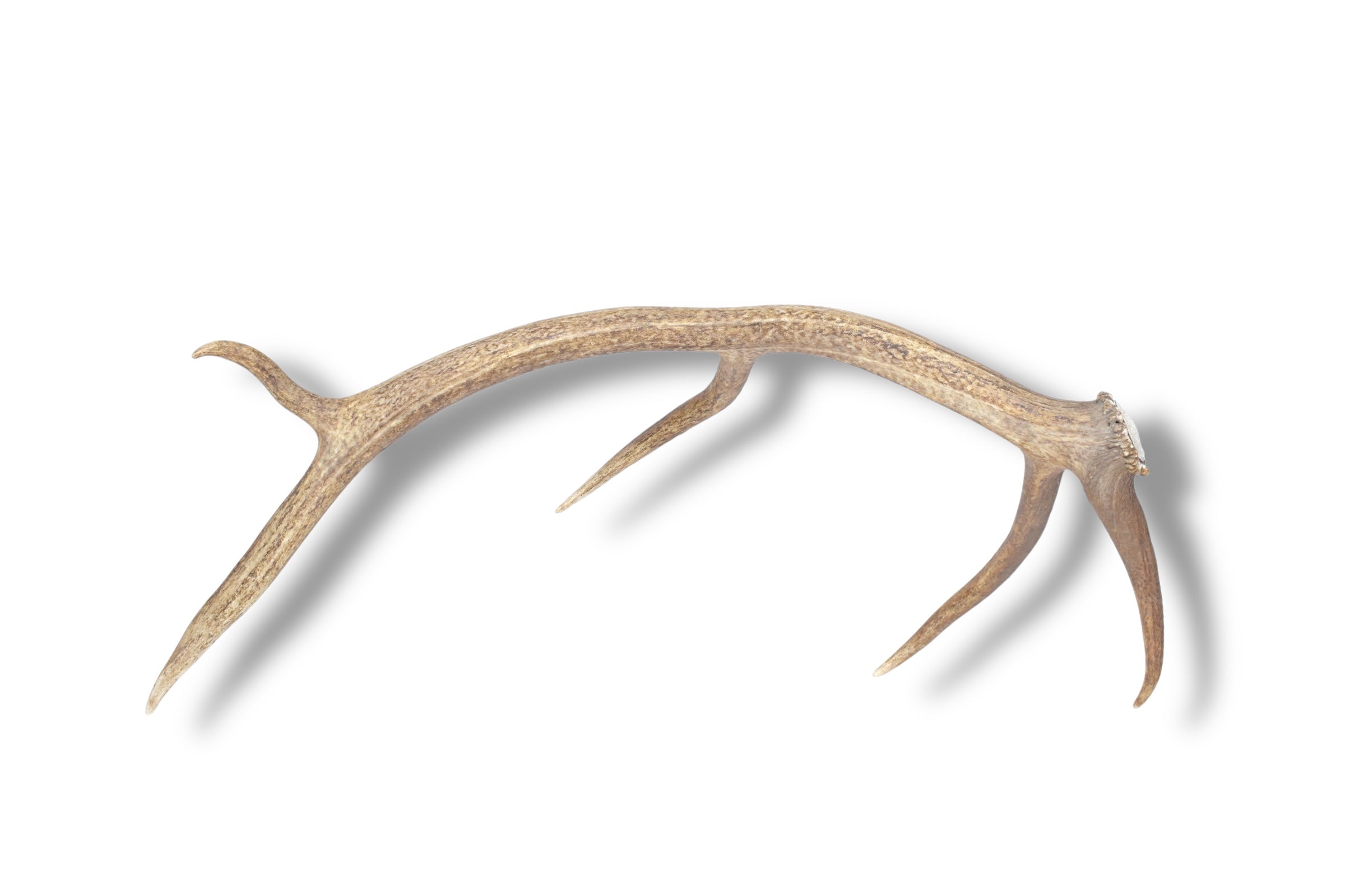 Elk Antler | Medium Size | 35