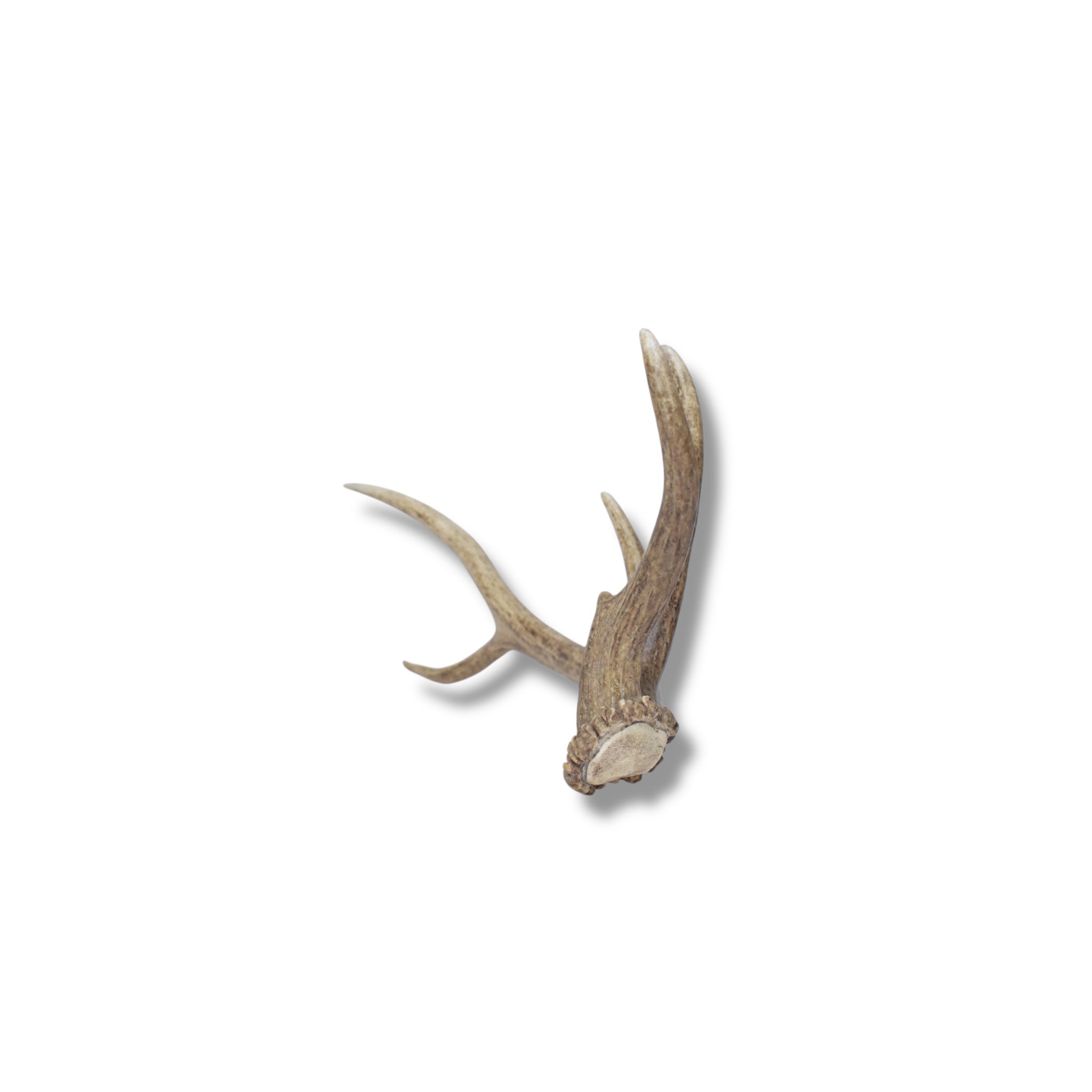 Elk Antler | 39 | SOLD OUT