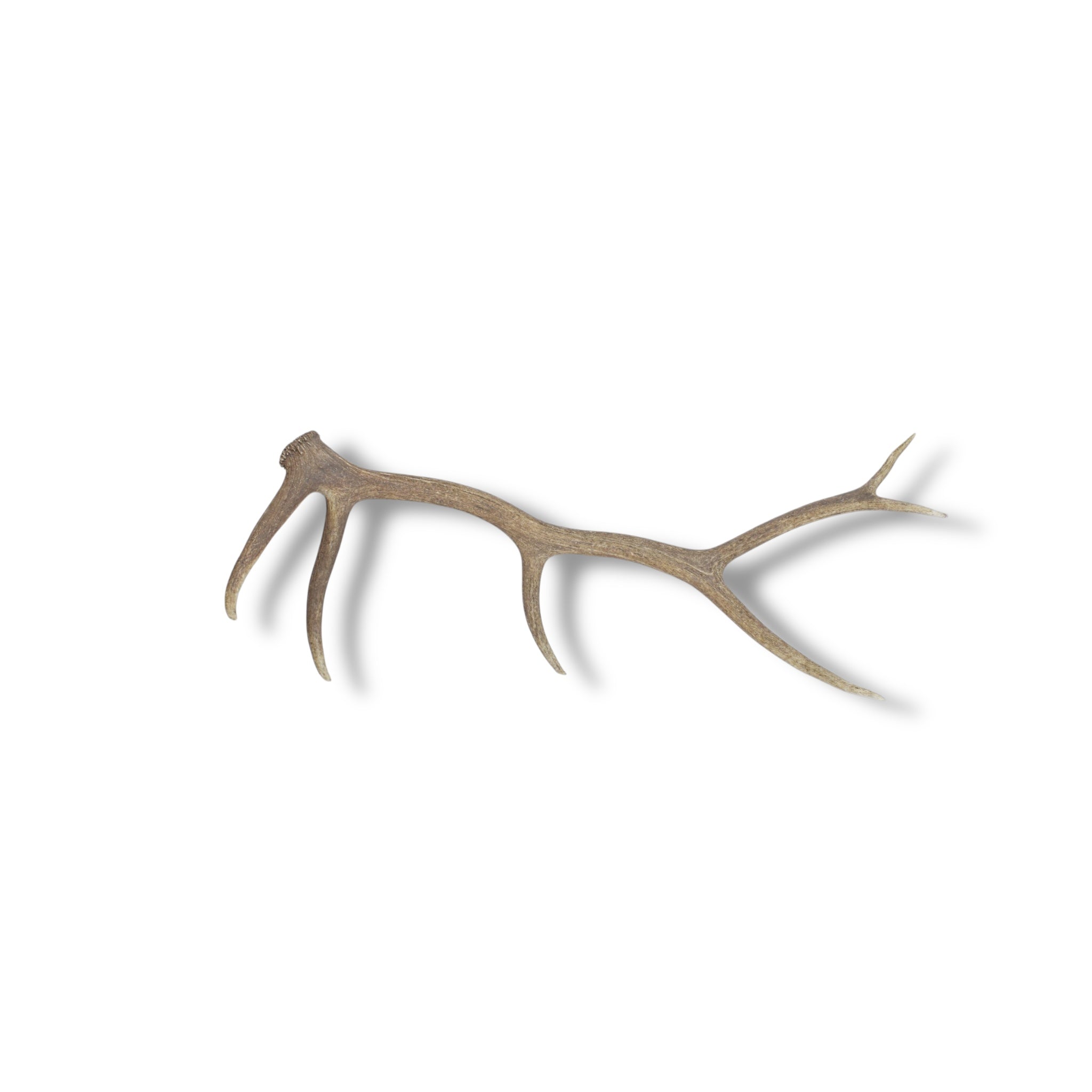 Elk Antler | Large Size | 41