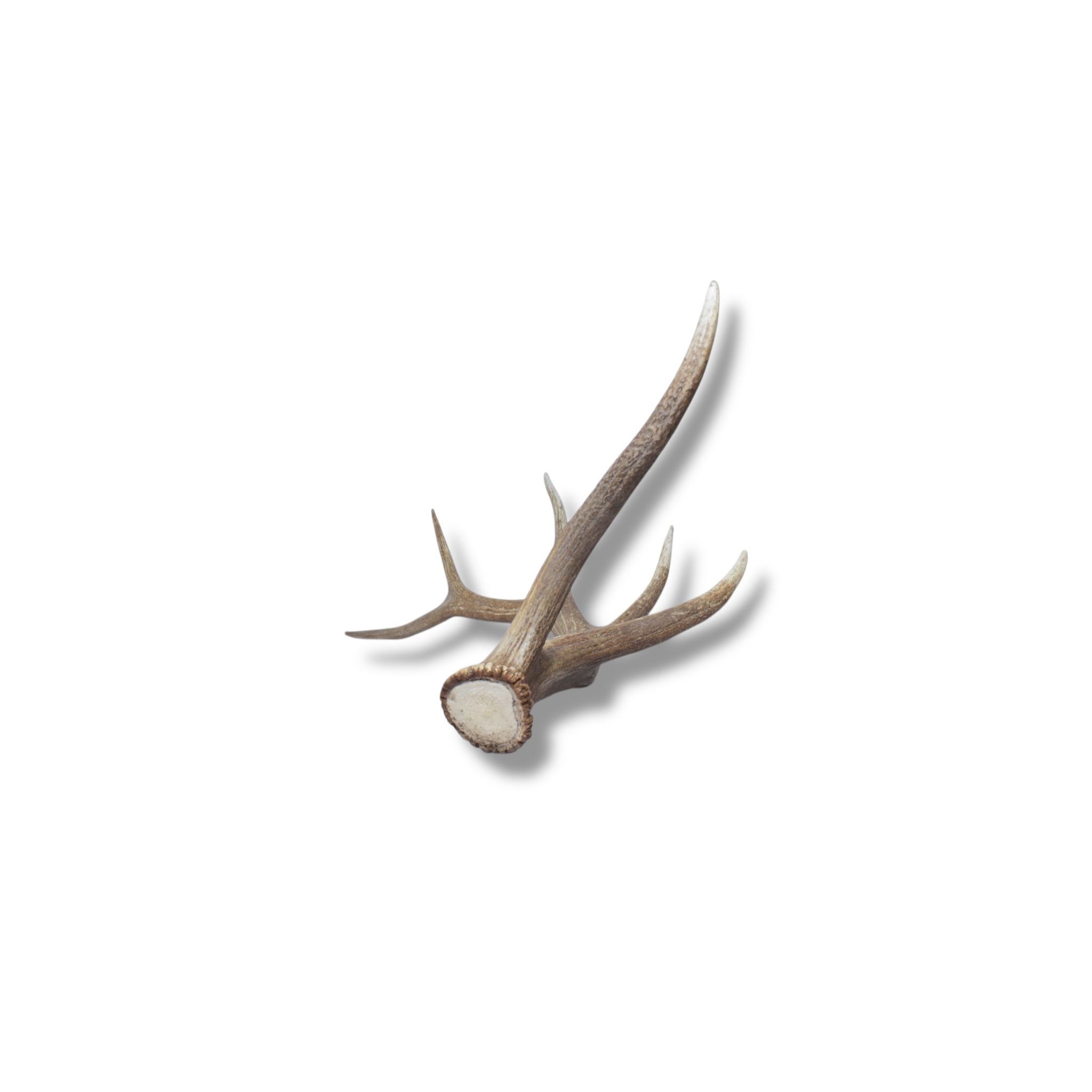 Elk Antler | Large Size | 42