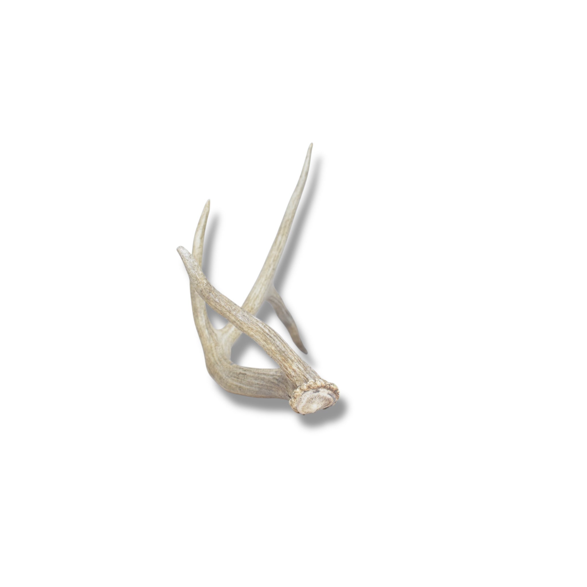Elk Antler | Medium Size | 46