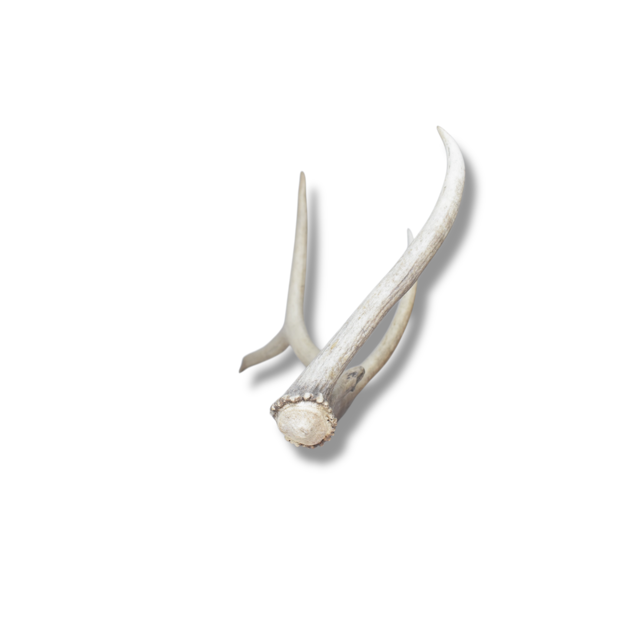 Elk Antler | 49