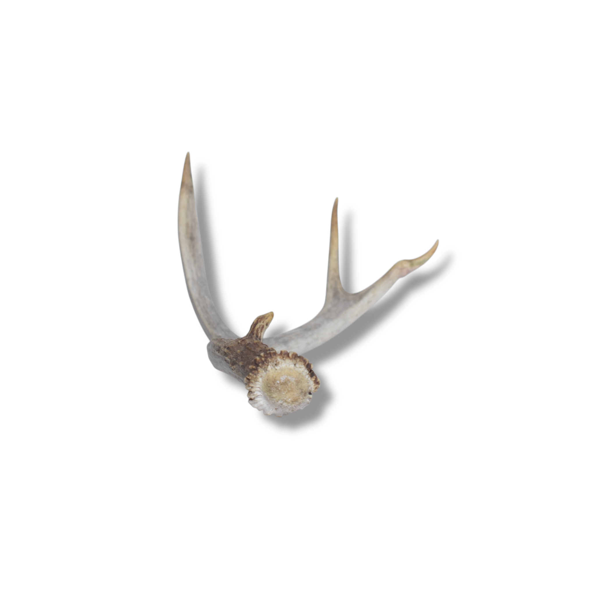 Whitetail Deer Antler | Small Size | 04