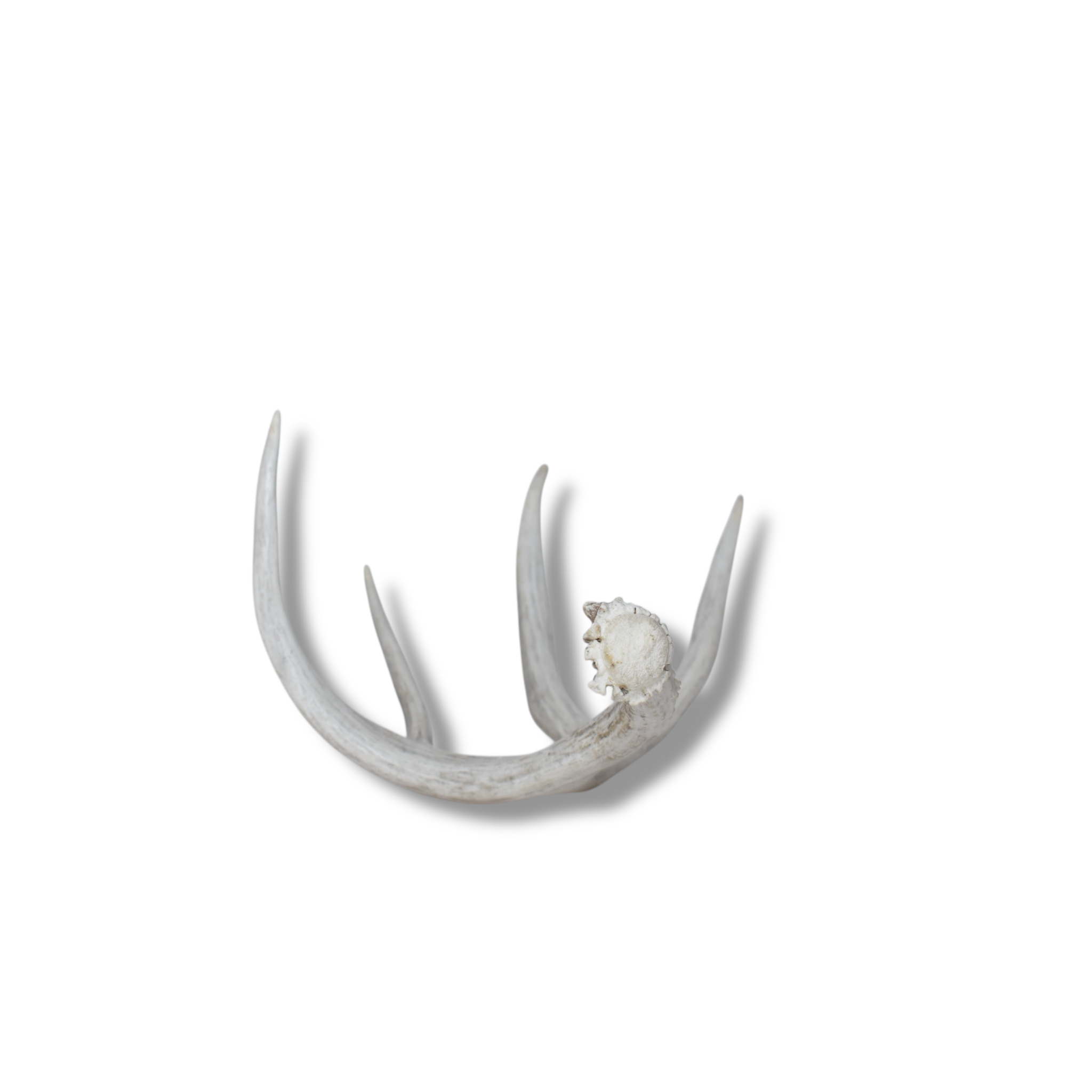 Mule Deer Antler | Medium Size | 16