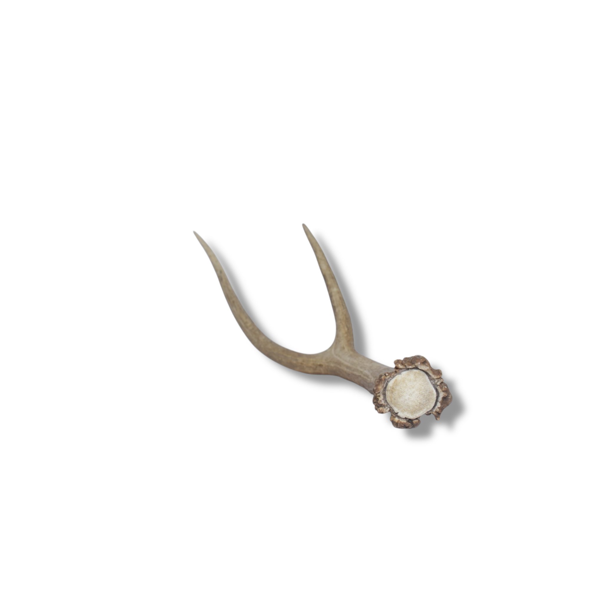 SOLD OUT | Elk Antler | Medium Size | 04