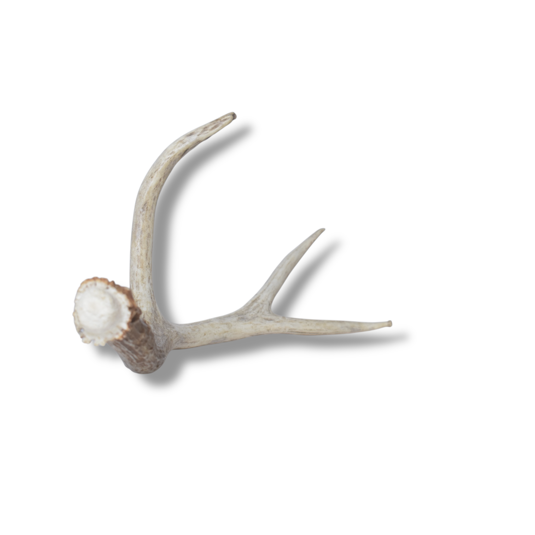 Mule Deer Antler | Medium Size | 31