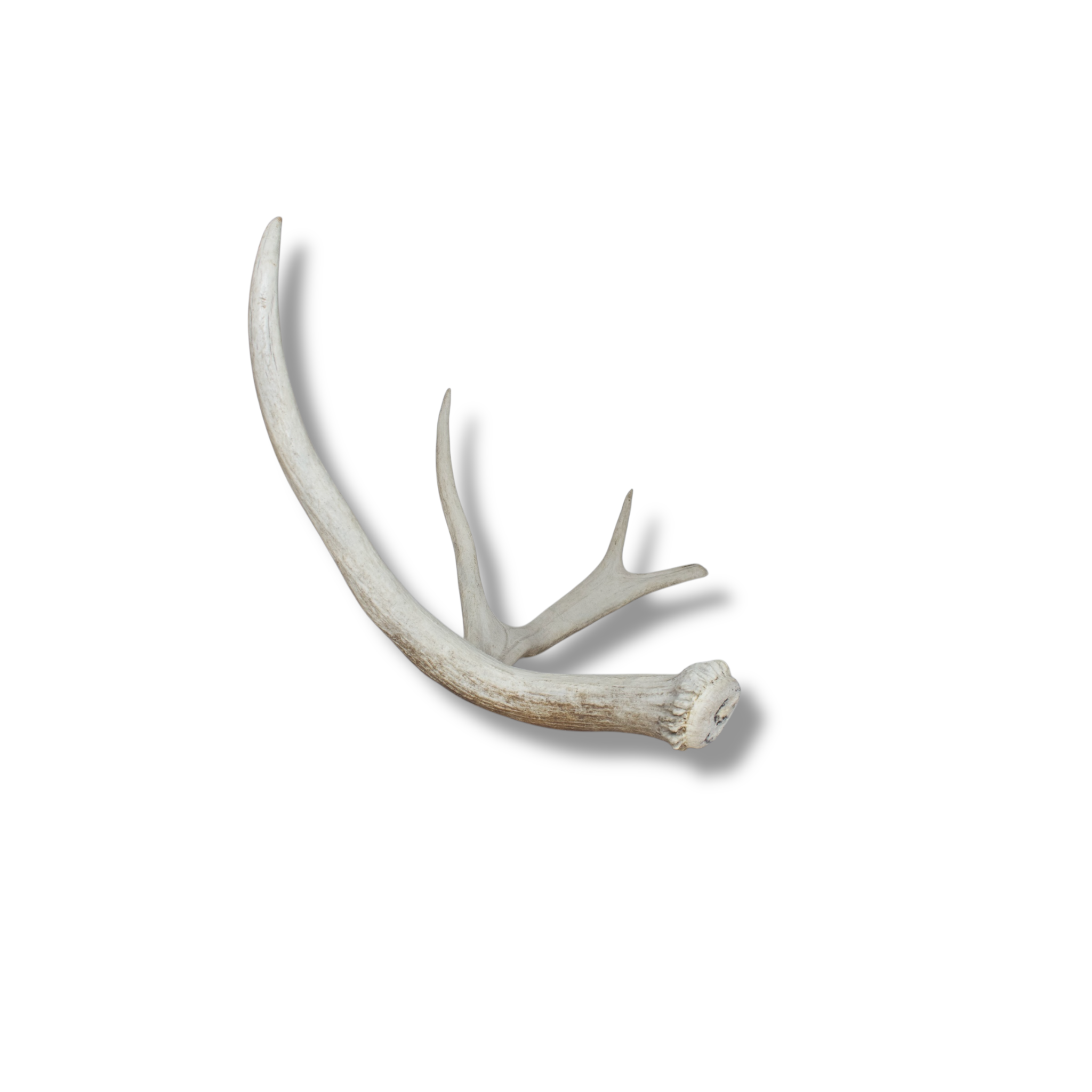 Moose Antler | Small Size | 02