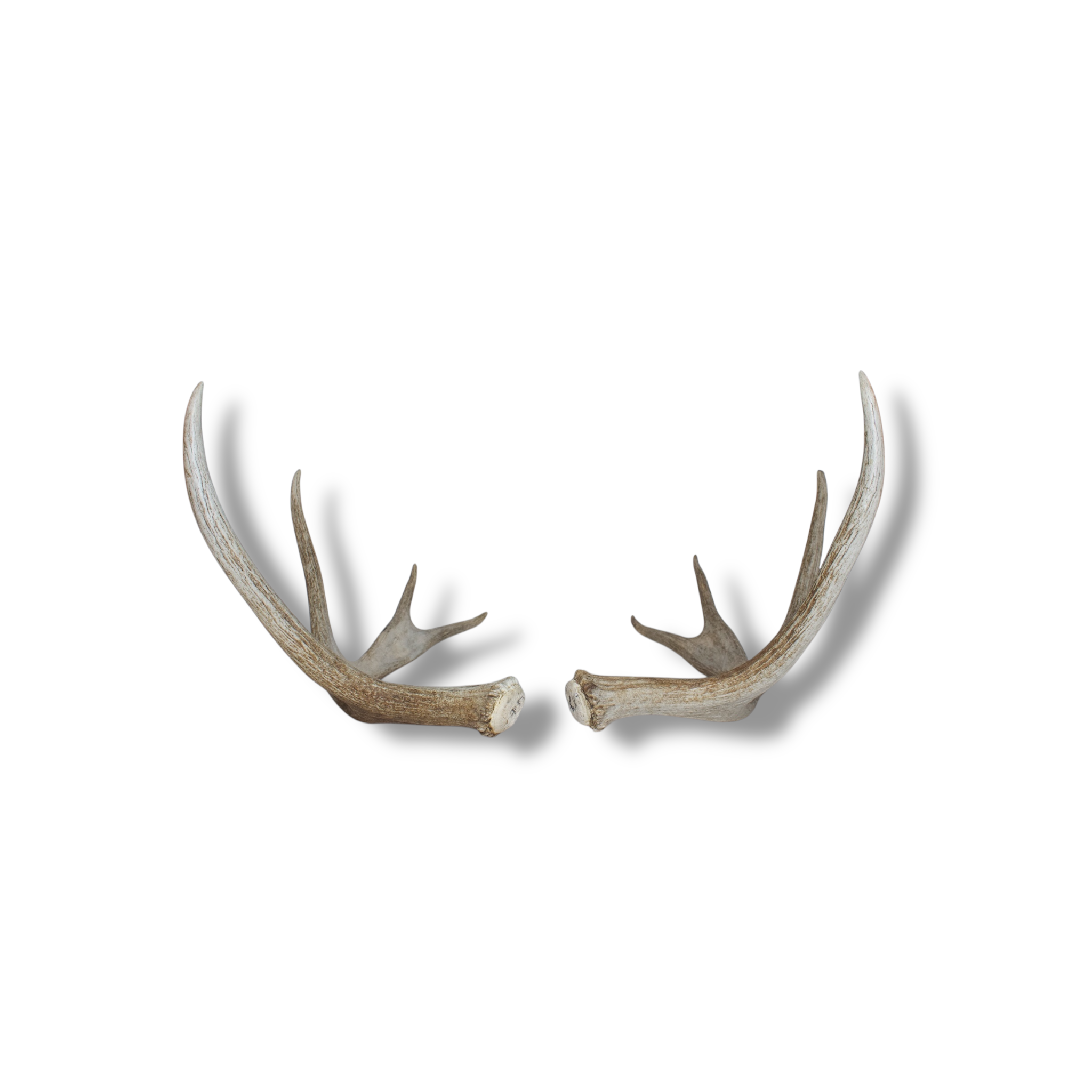Moose Antler Set | Small Size | 05