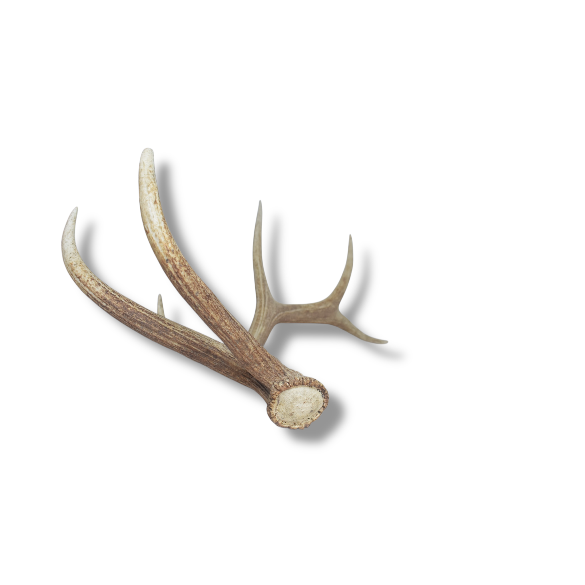 SOLD OUT | Elk Antler | Large Size | 25