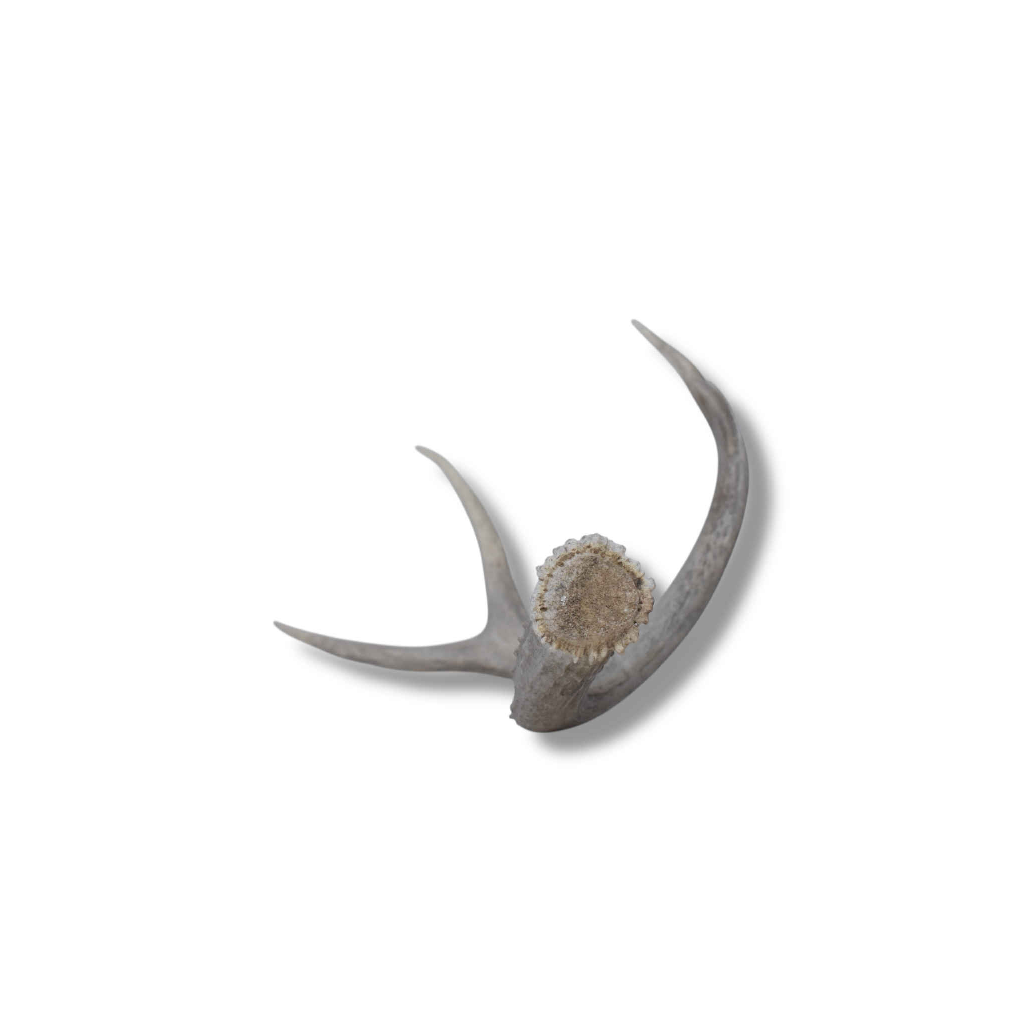 Mule Deer Antler | Medium Size | 43