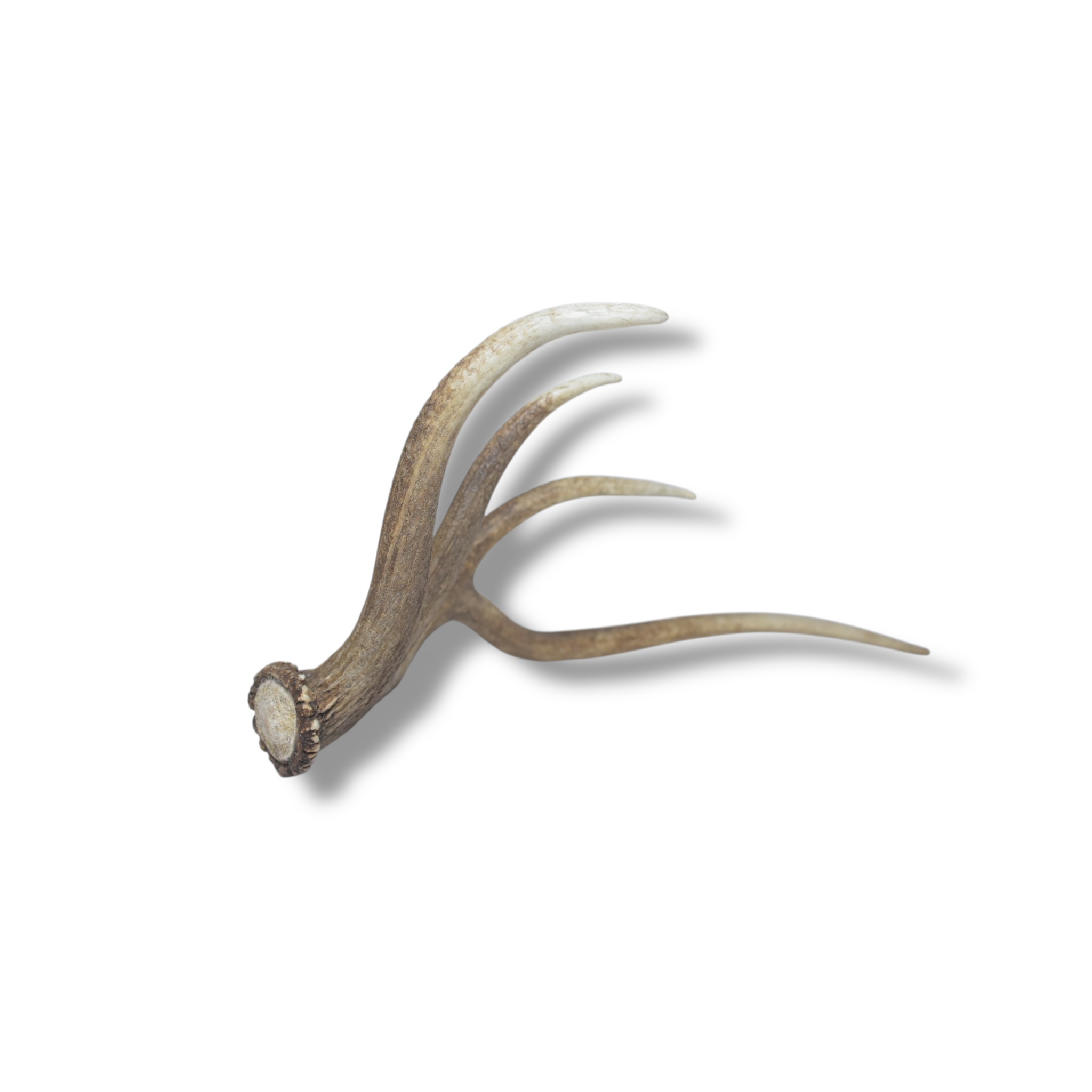 Elk Antler | Medium Size | 58