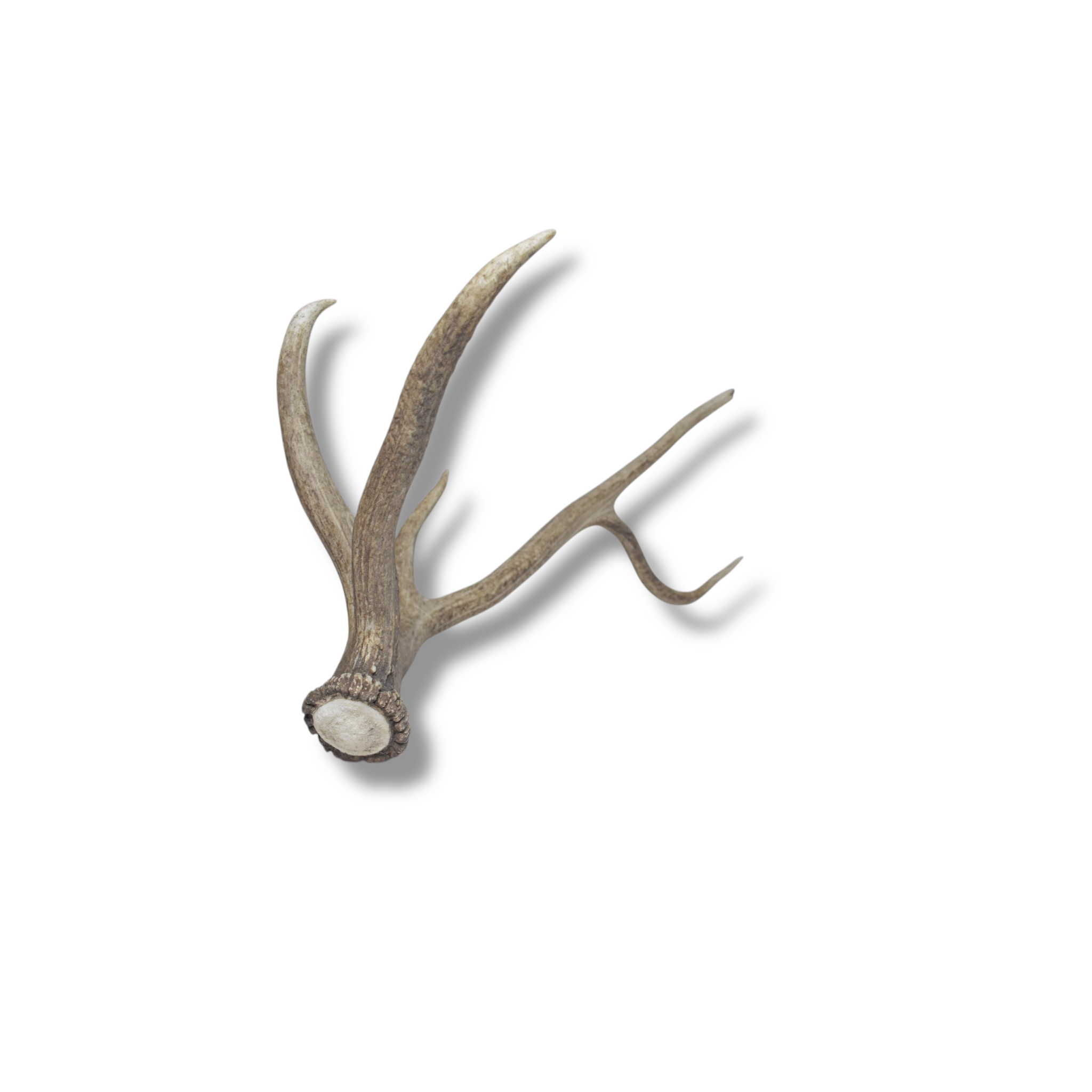 Elk Antler | Large Size | 59