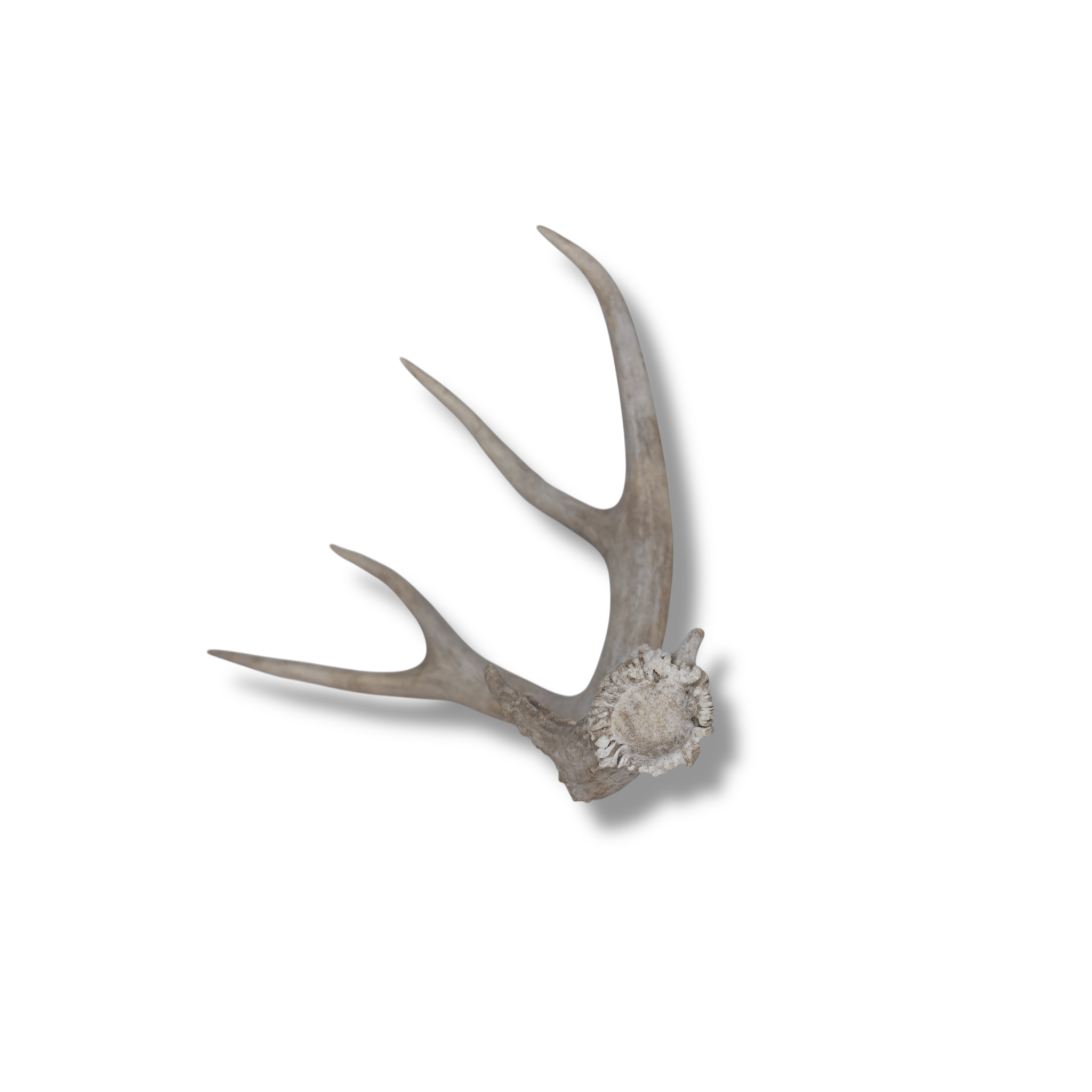 Mule Deer Antler | Medium Size | 35