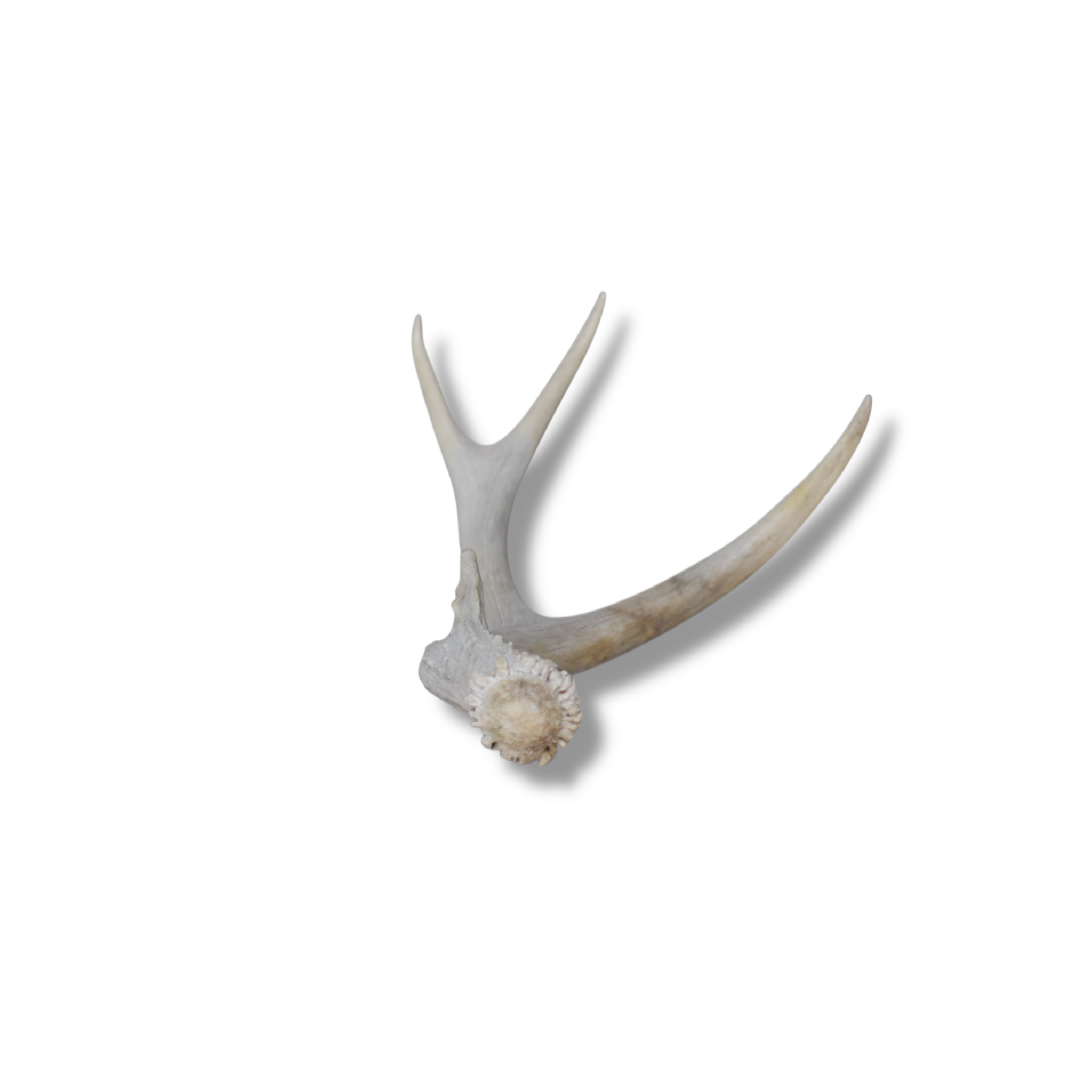 Mule Deer Antler | Small Size | 50