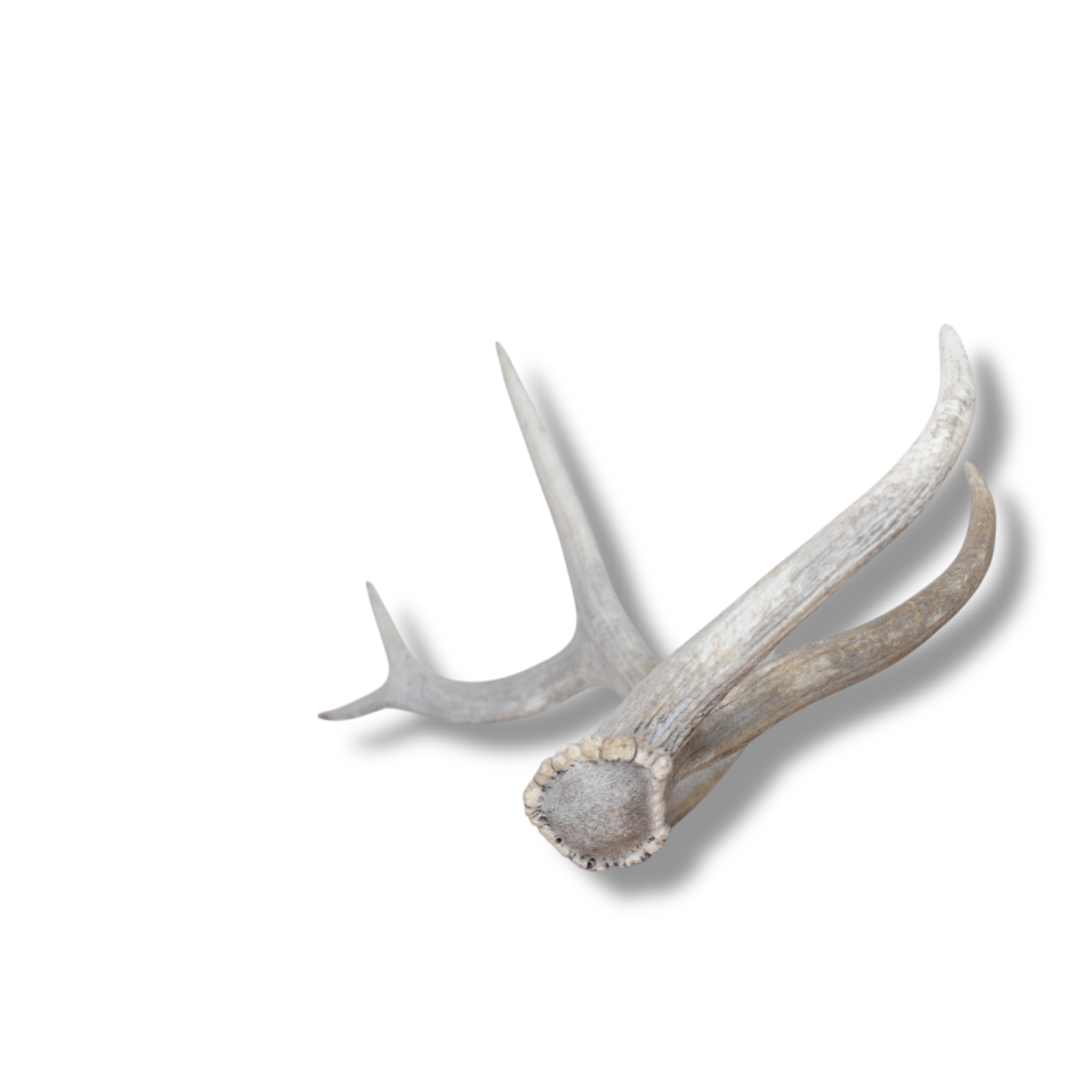 Elk Antler | Large Size | 80