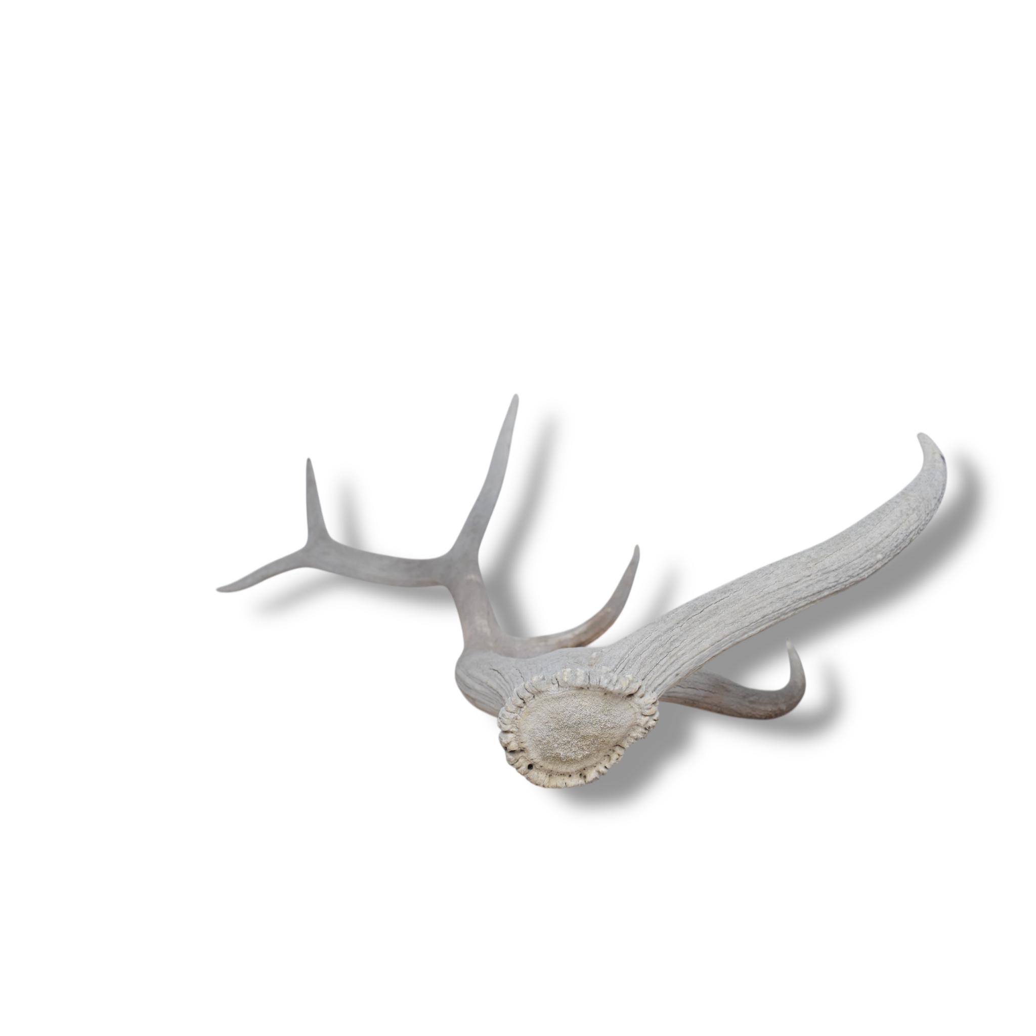 Elk Antler | Large Size | 80