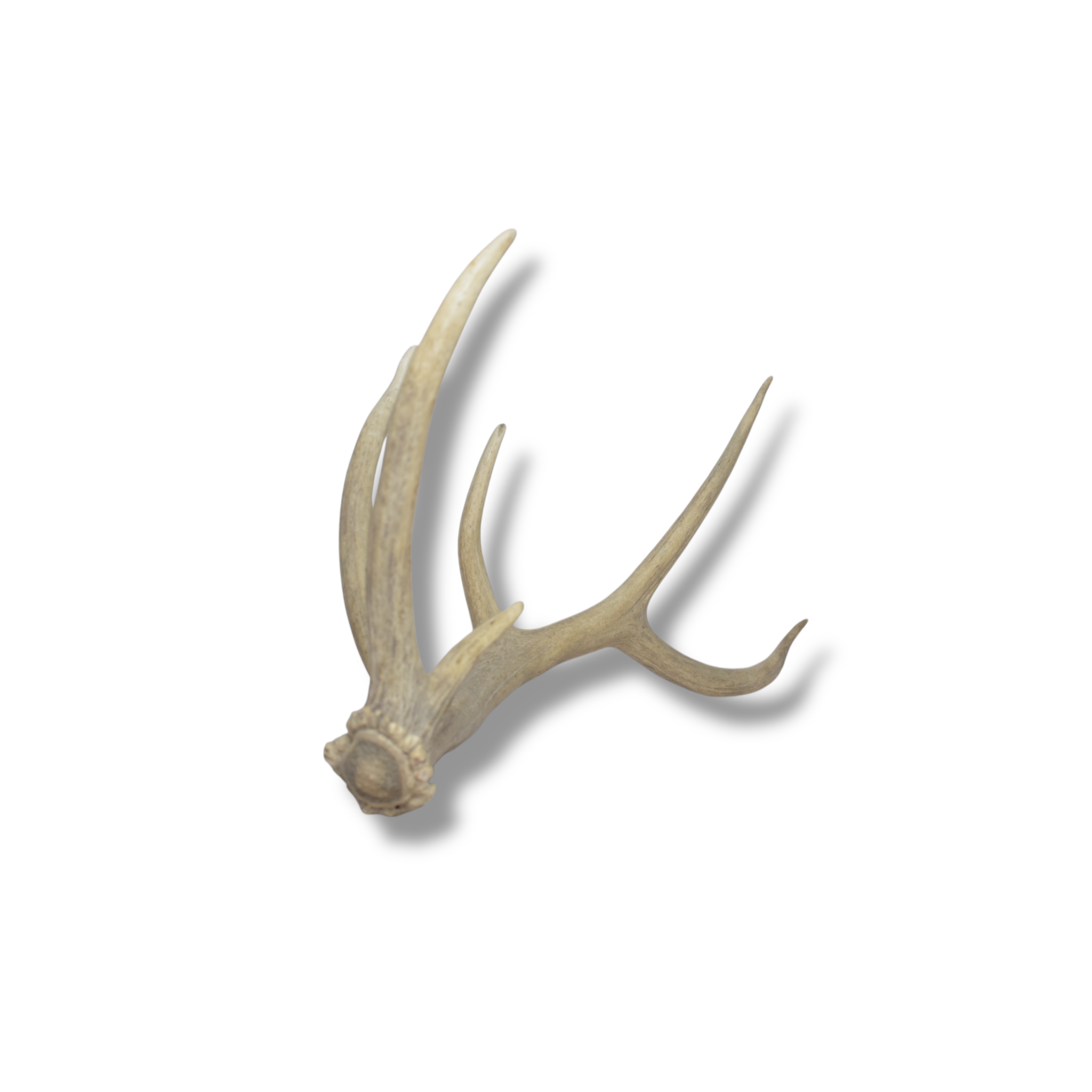 Elk Antler | Medium Size | 84