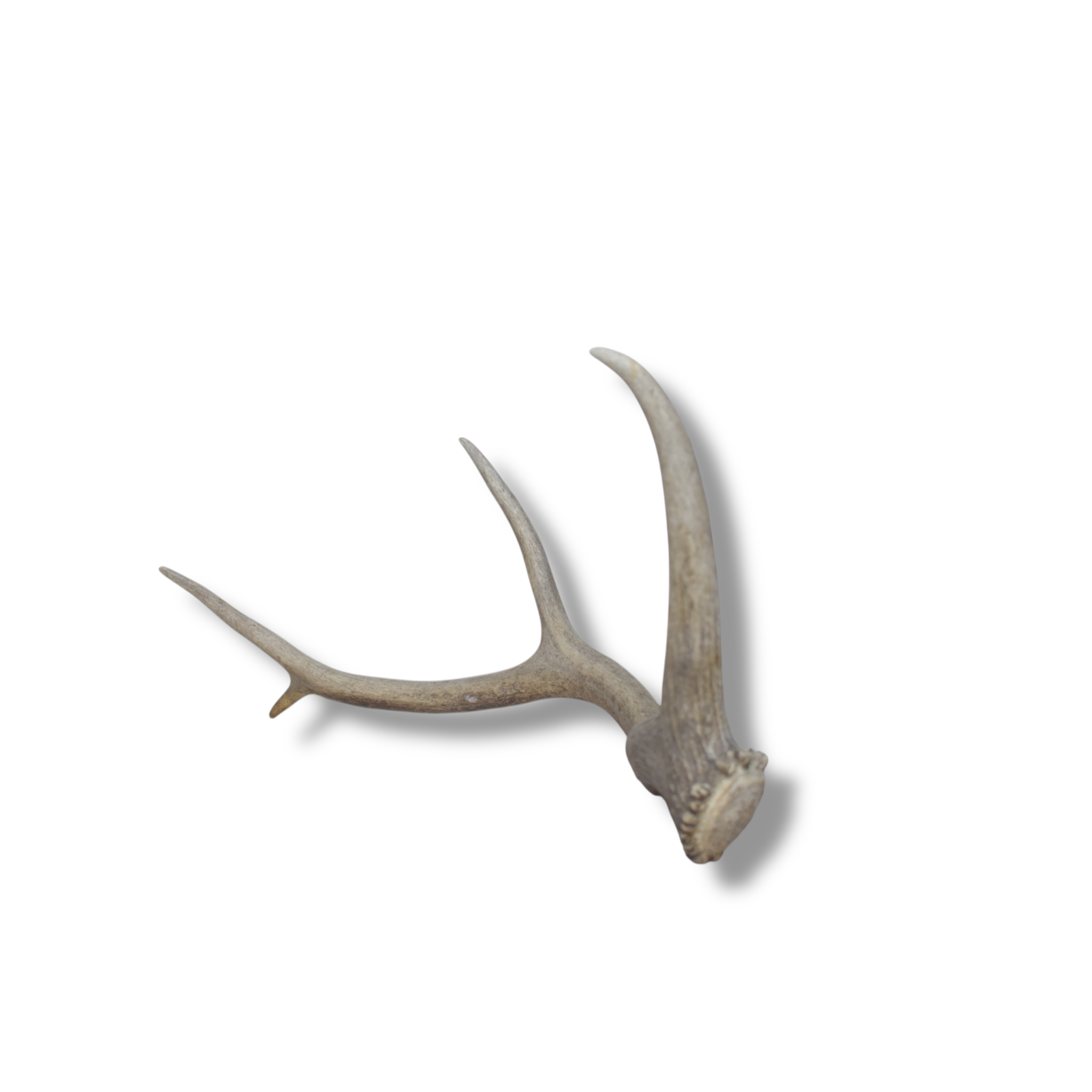 Elk Antler | Small Size | 73