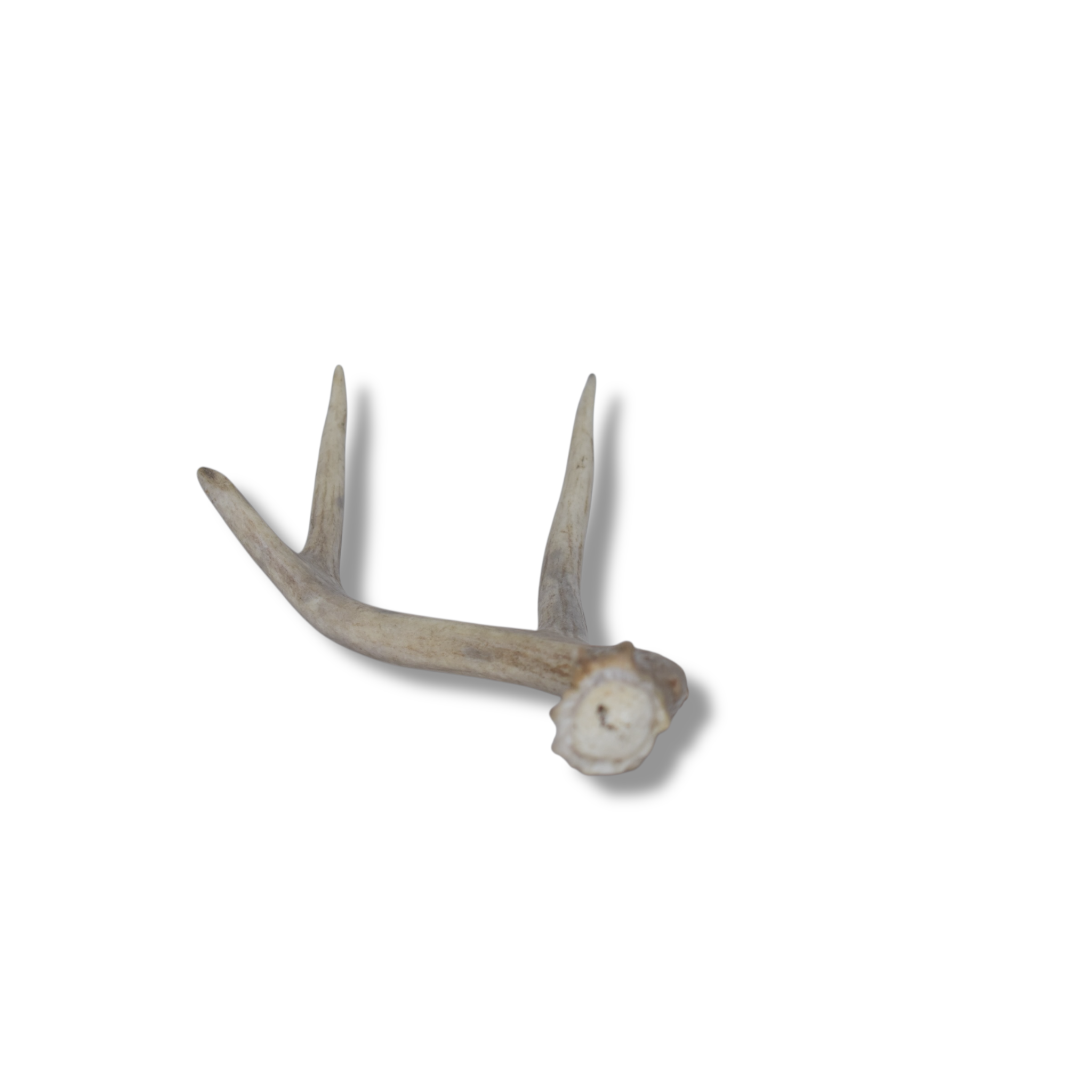 Mule Deer Antler | Small Size | 25