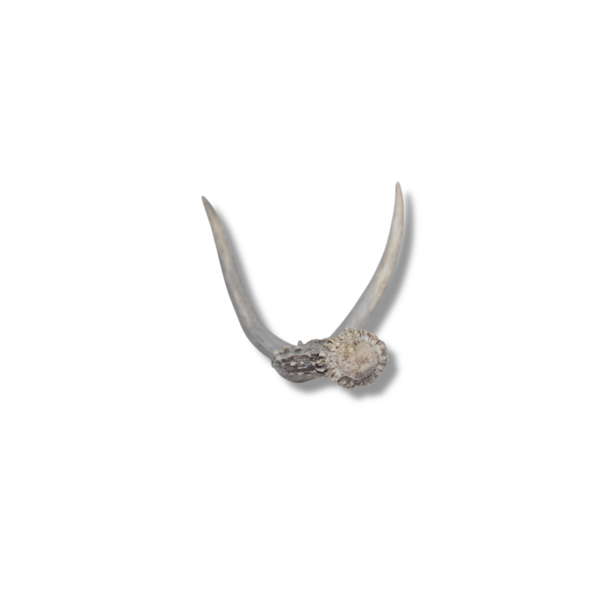Mule Deer Antler | Extra-Small Size | 27