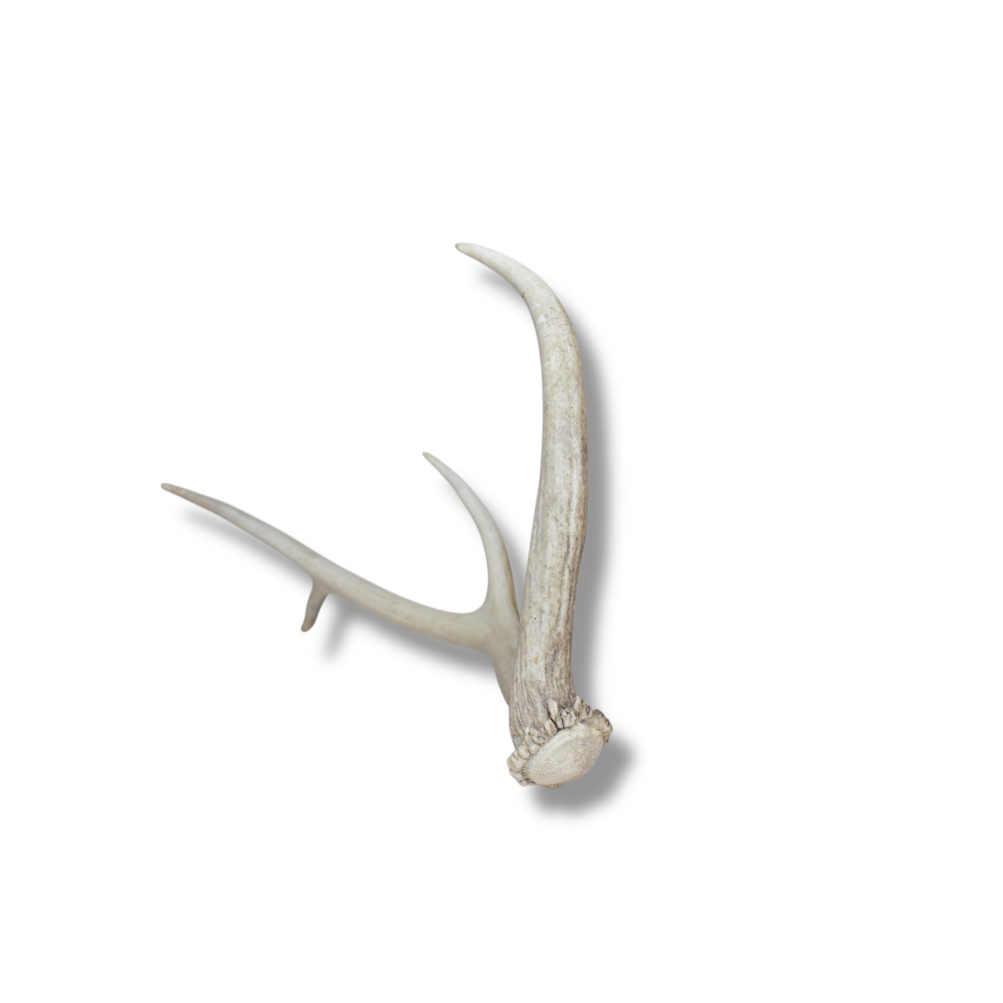 Elk Antler | Small Size | 86