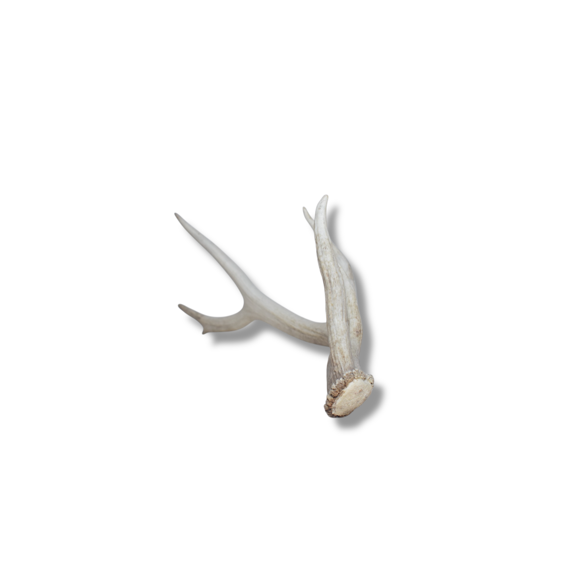Elk Antler | Small Size | 68