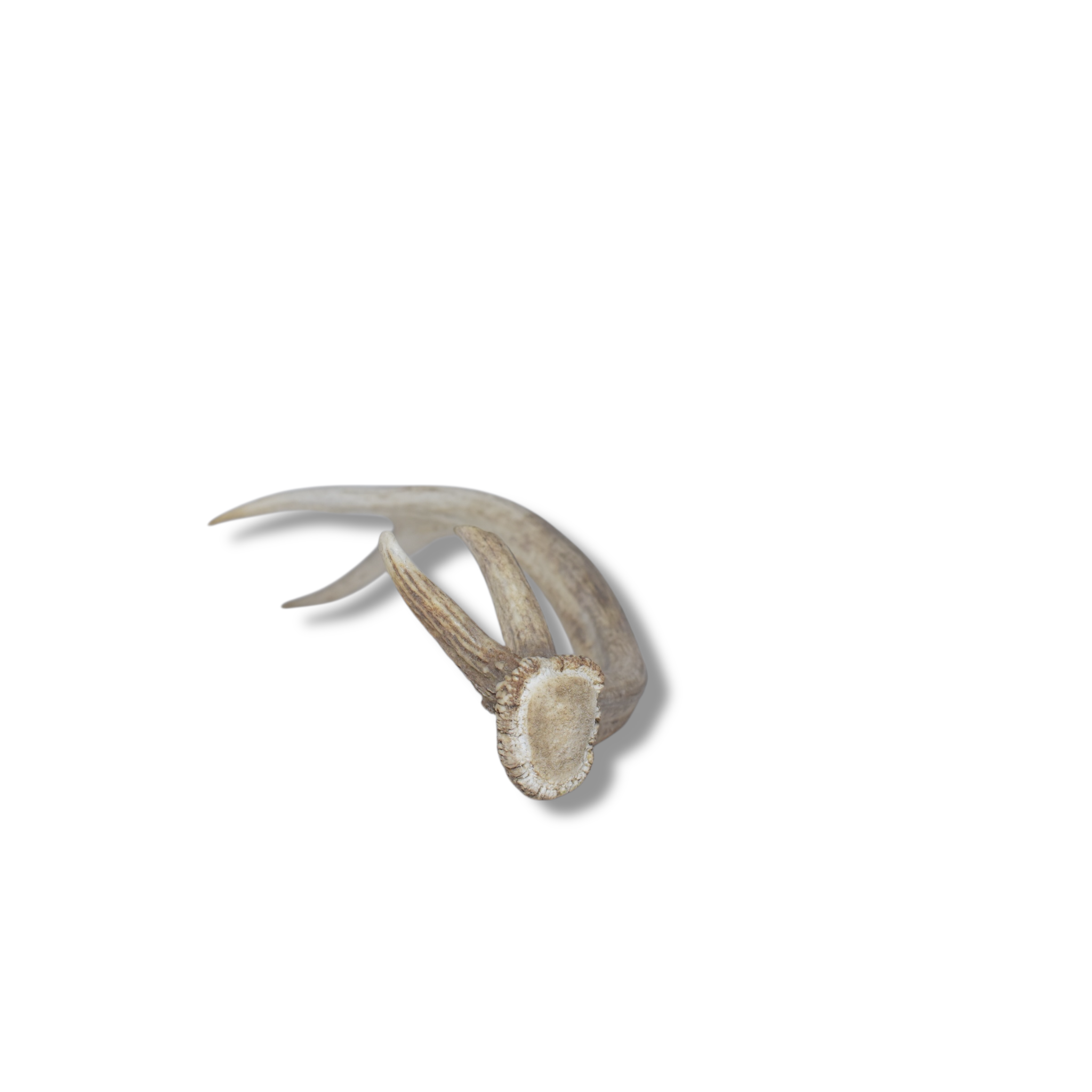 Elk Antler | Small Size | 74