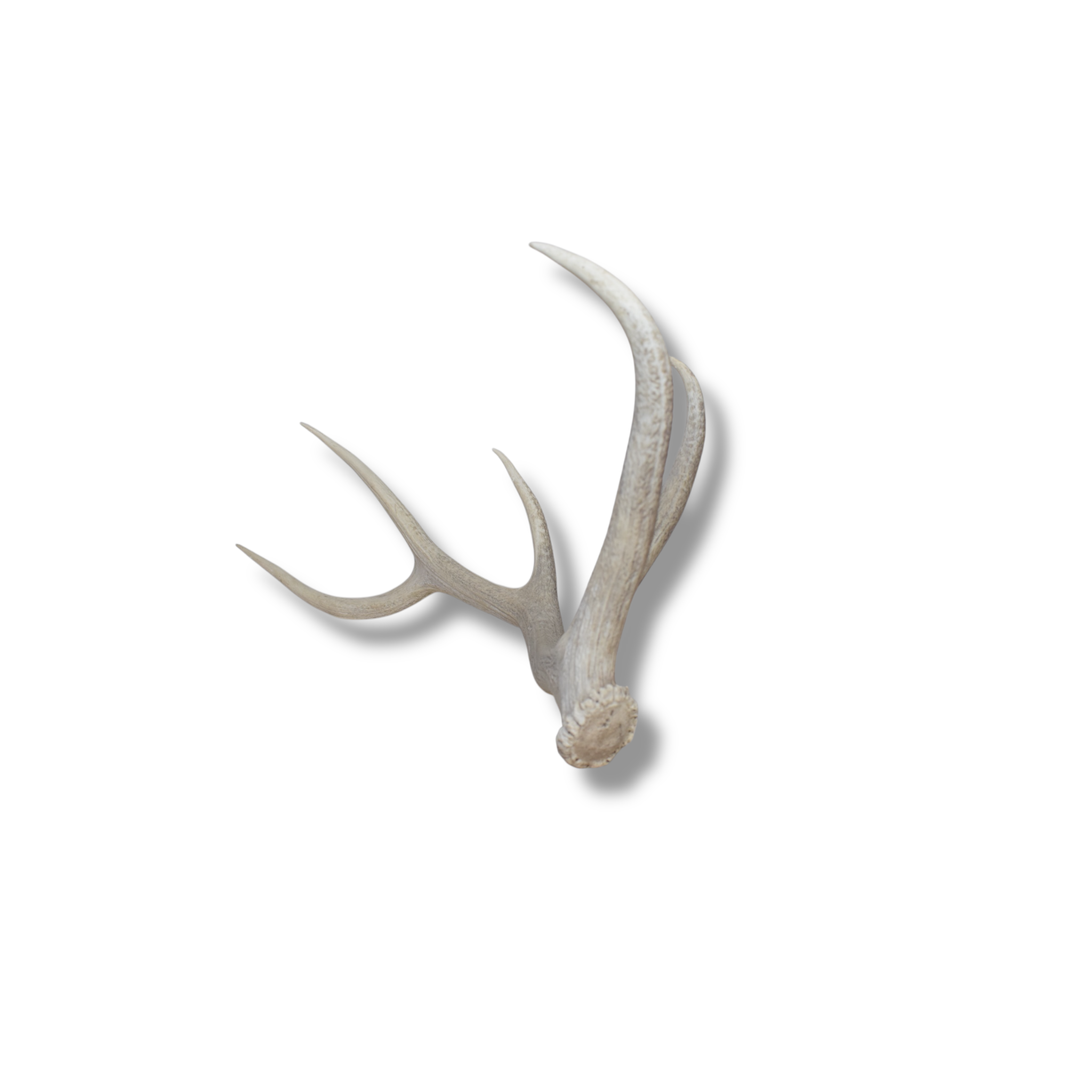 Elk Antler | Medium Size | 69