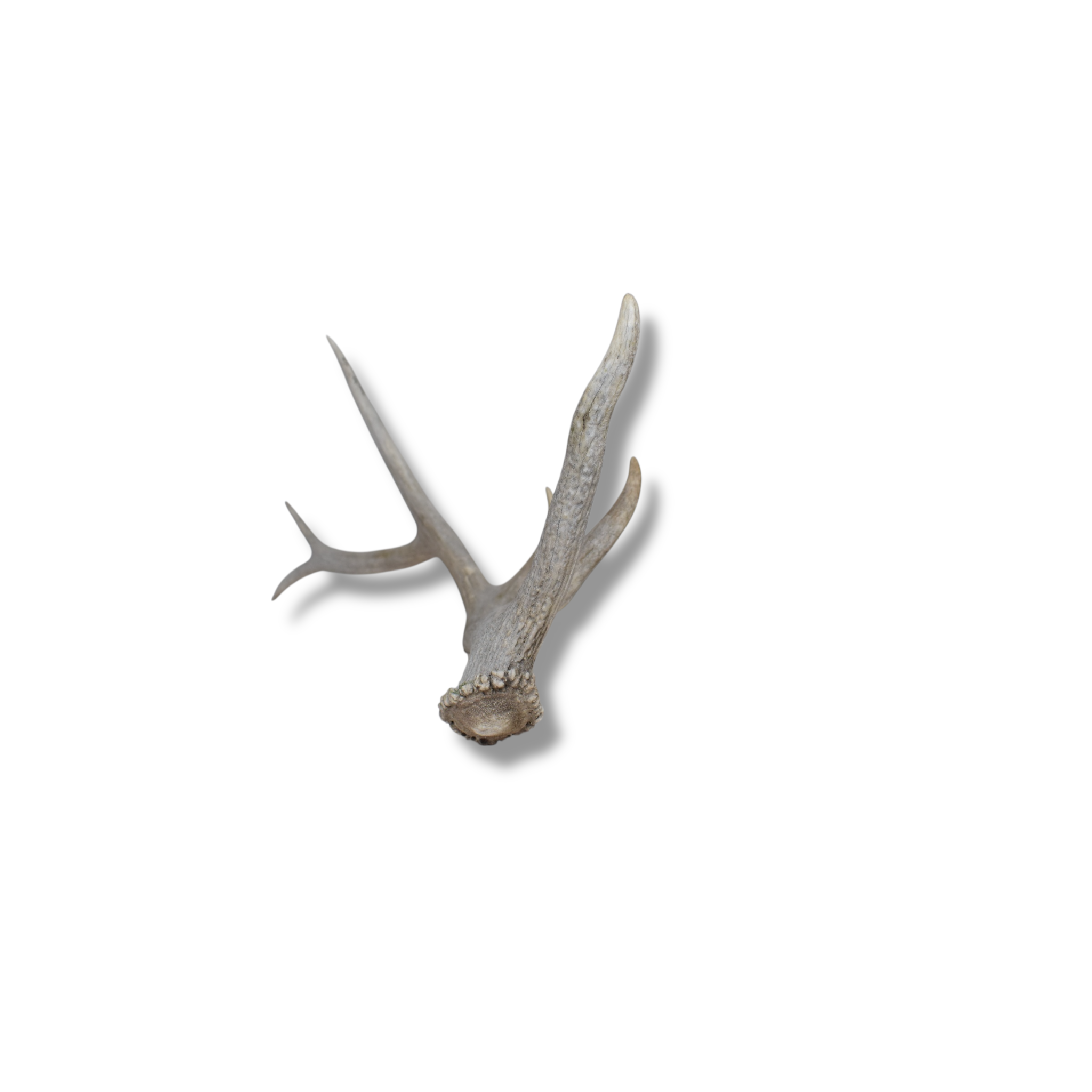 Elk Antler | Medium Size | 72