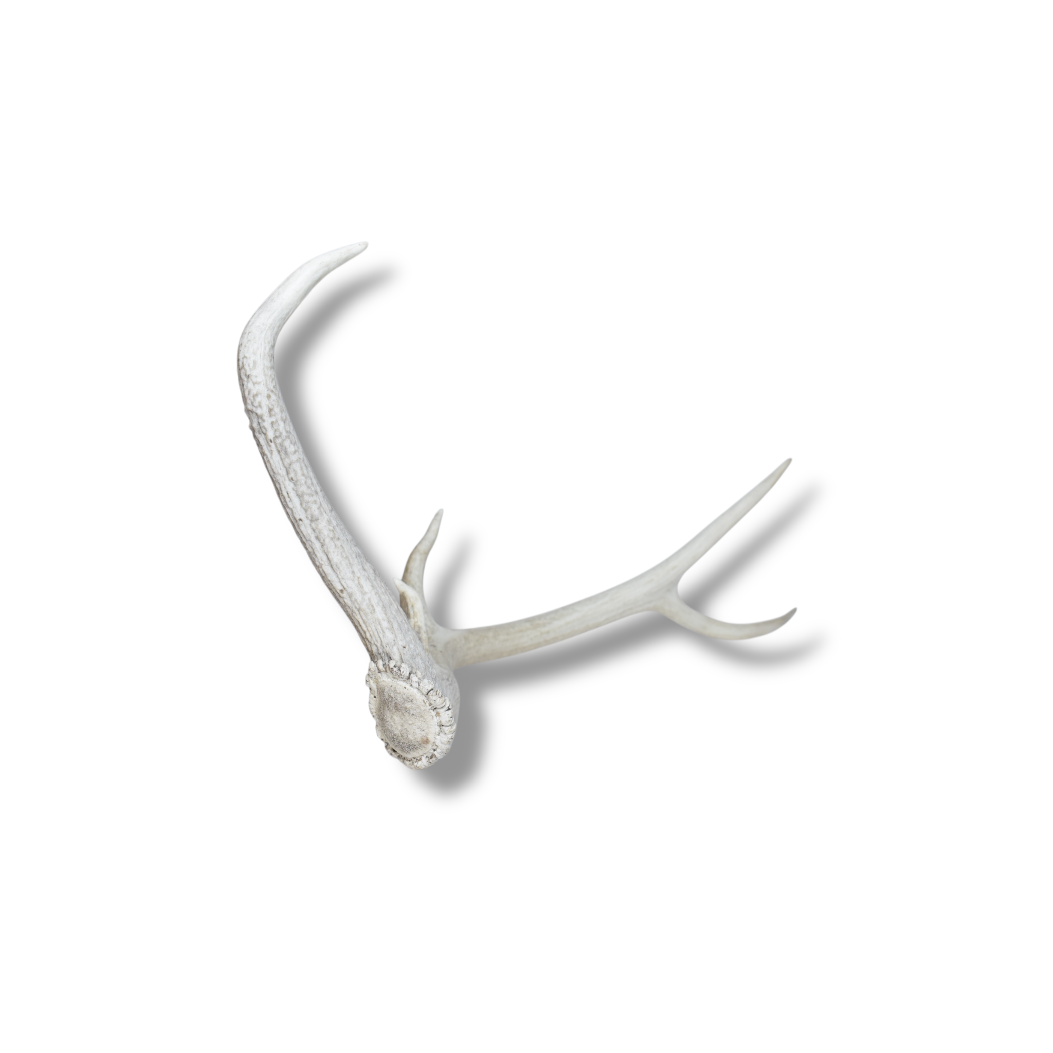 Elk Antler | 65 | SOLD OUT