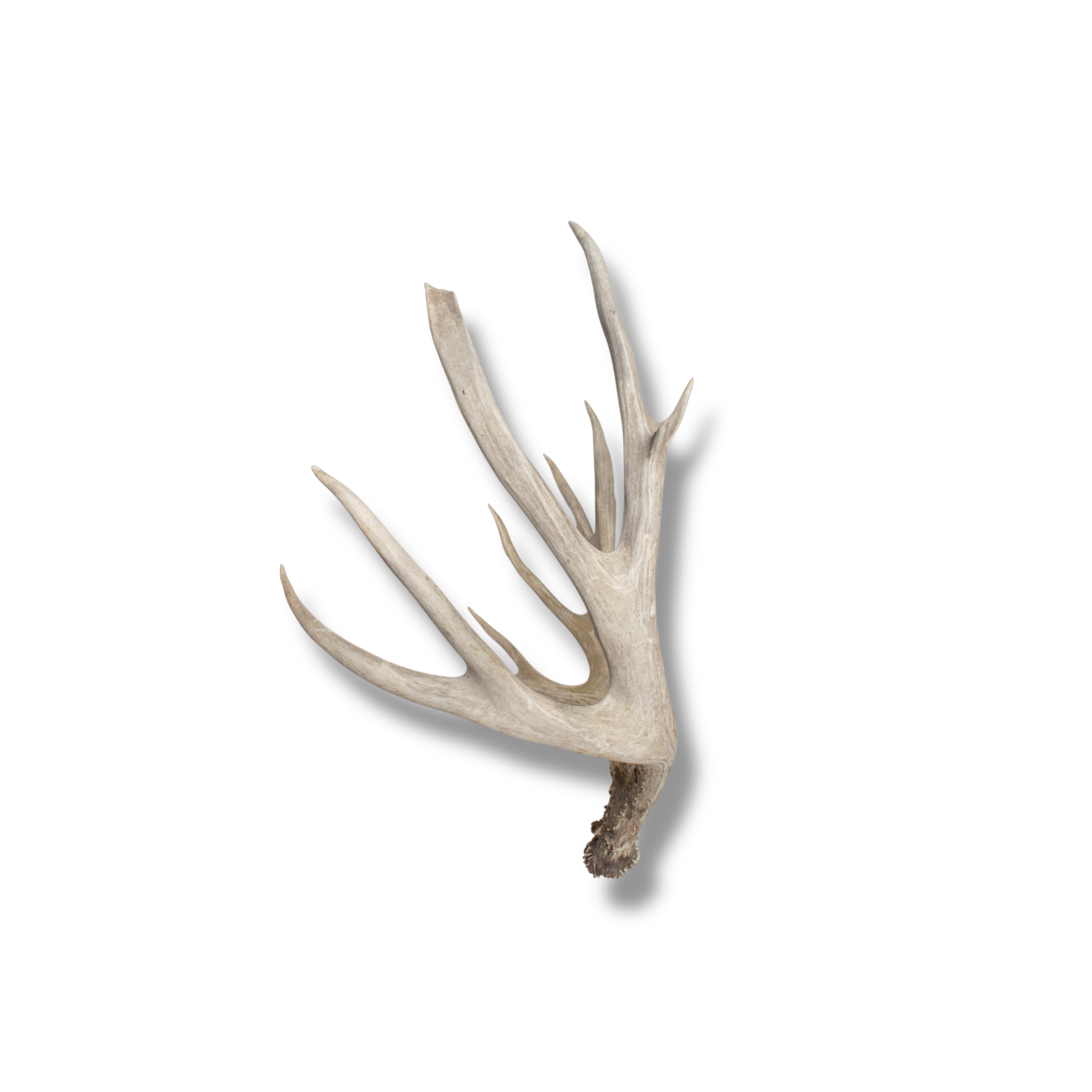 Mule Deer Extra-Large | Made-to-Order | 02