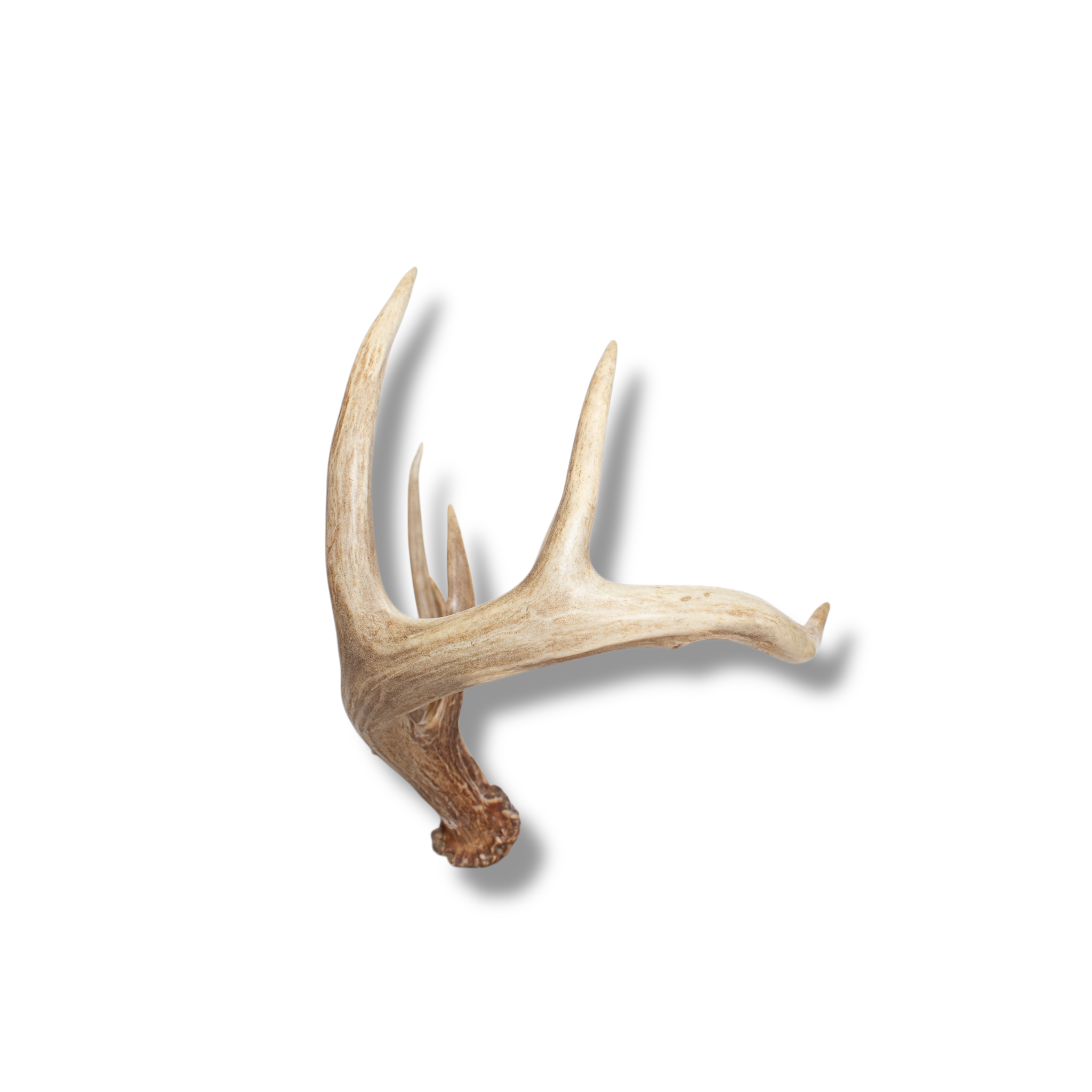 Whitetail Deer Medium | Made-to-Order | 09