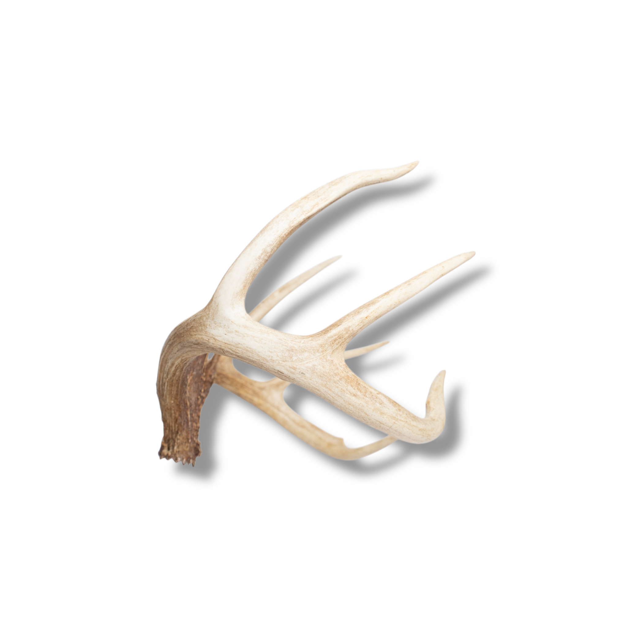 Whitetail Deer Large | Made-to-Order | 10