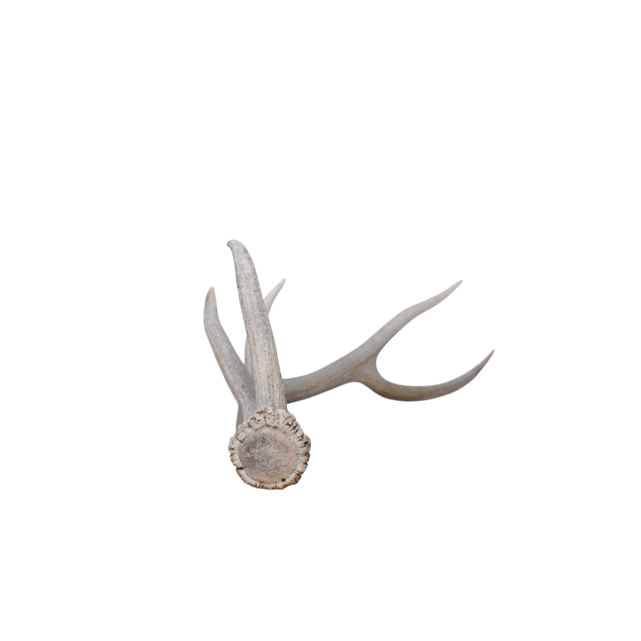 Elk Antler | Medium Size | 99