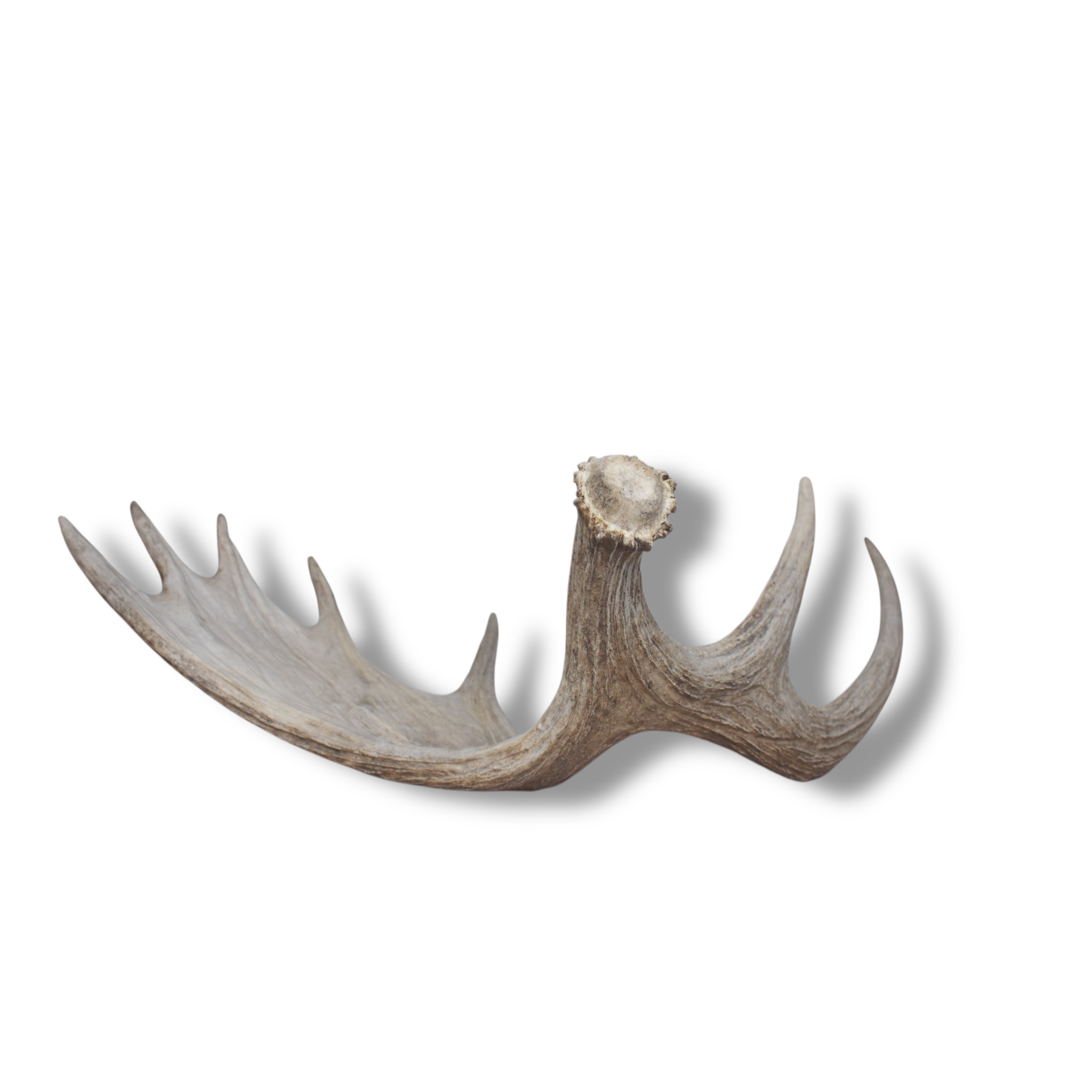 Moose Antler | Small Size | 08