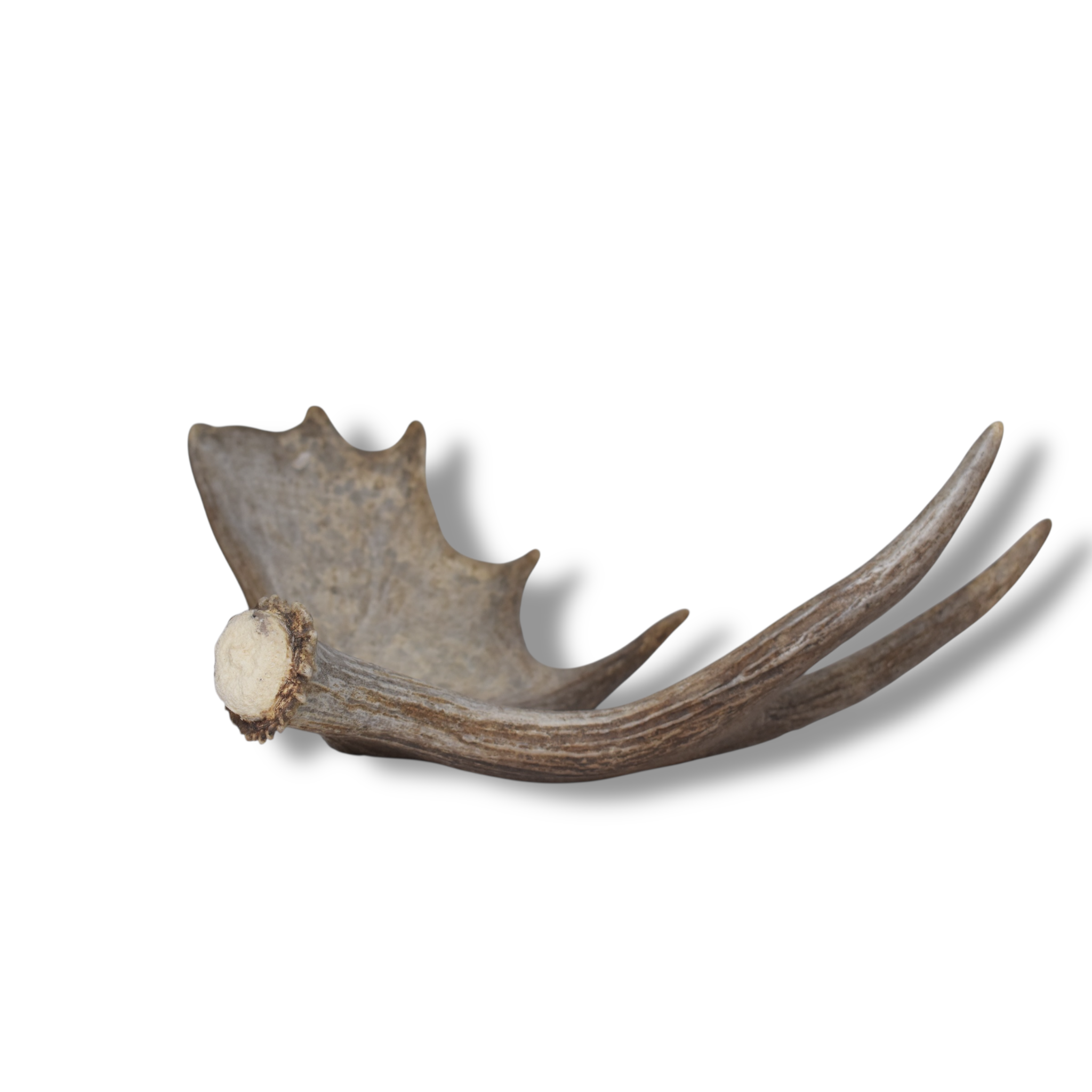 Moose Antler | Small Size | 09