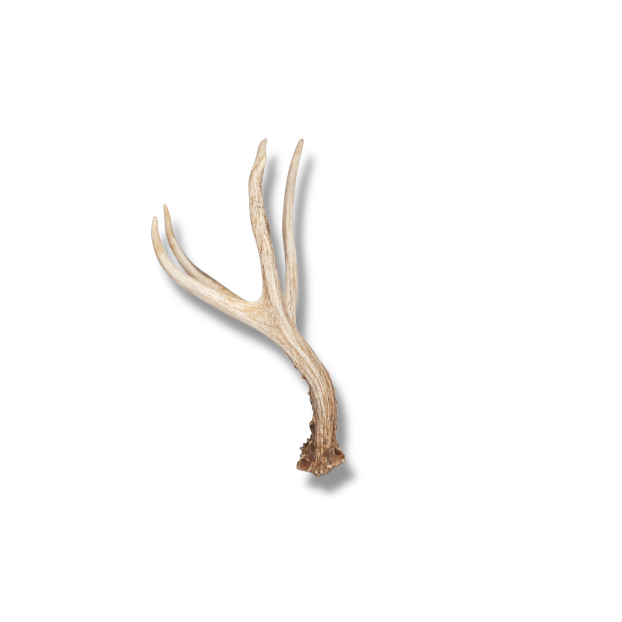 Mule Deer Mini | Made to Order | 18