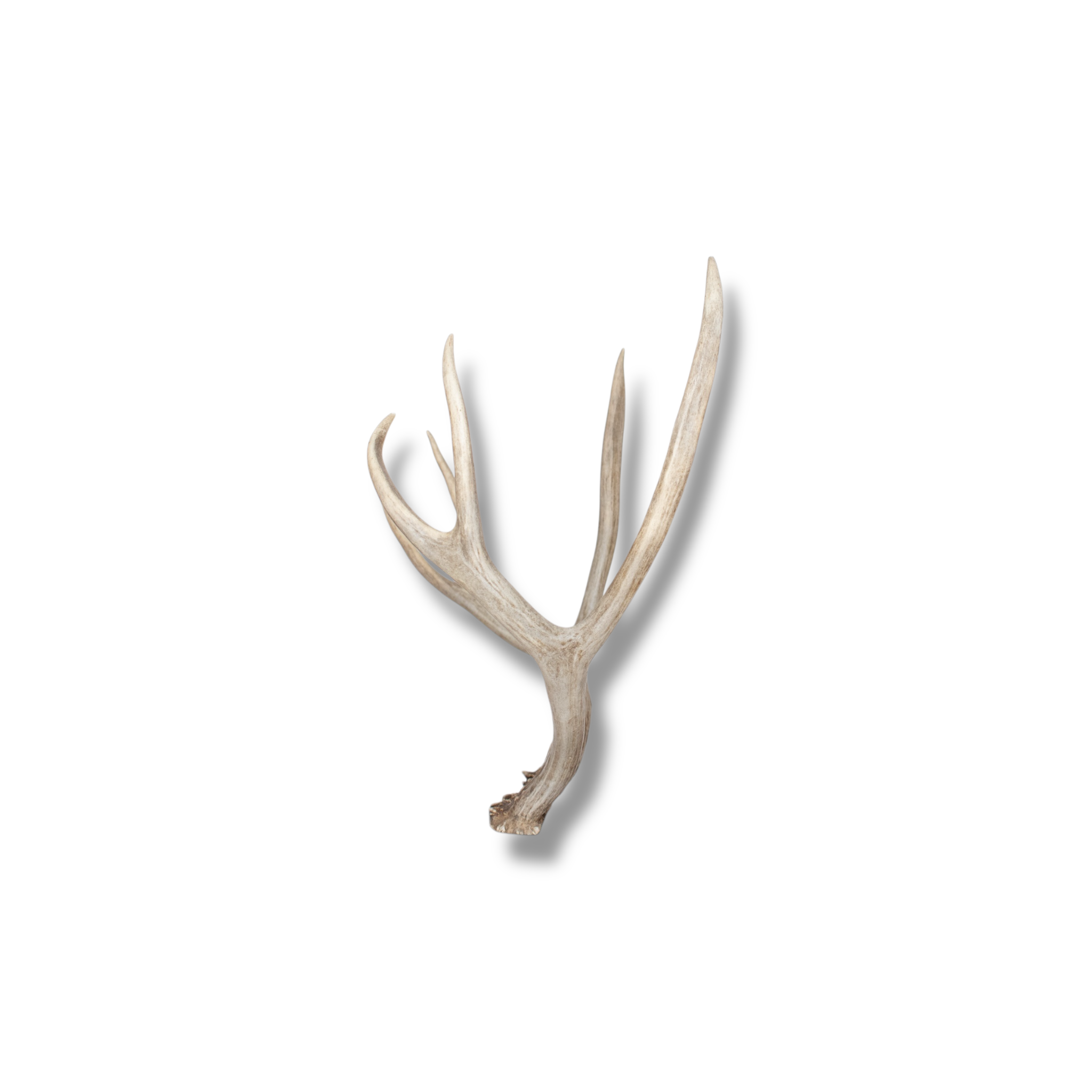 Mule Deer Medium | Made-to-Order | 22
