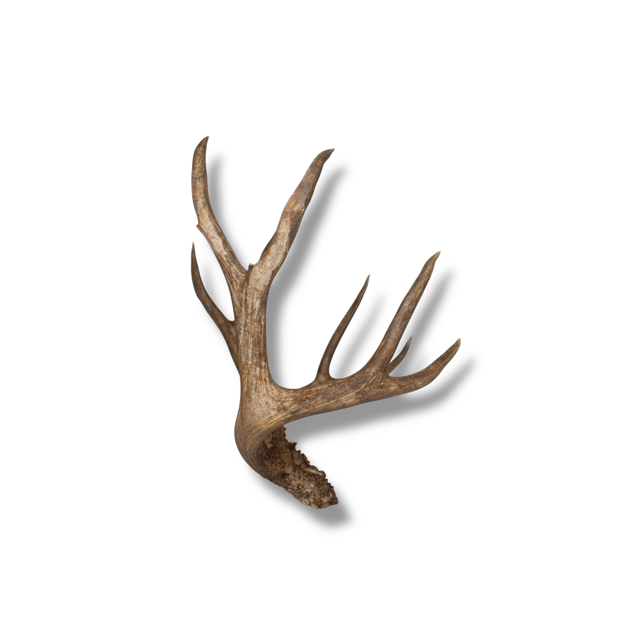 Mule Deer Large| Made-to-Order | 31
